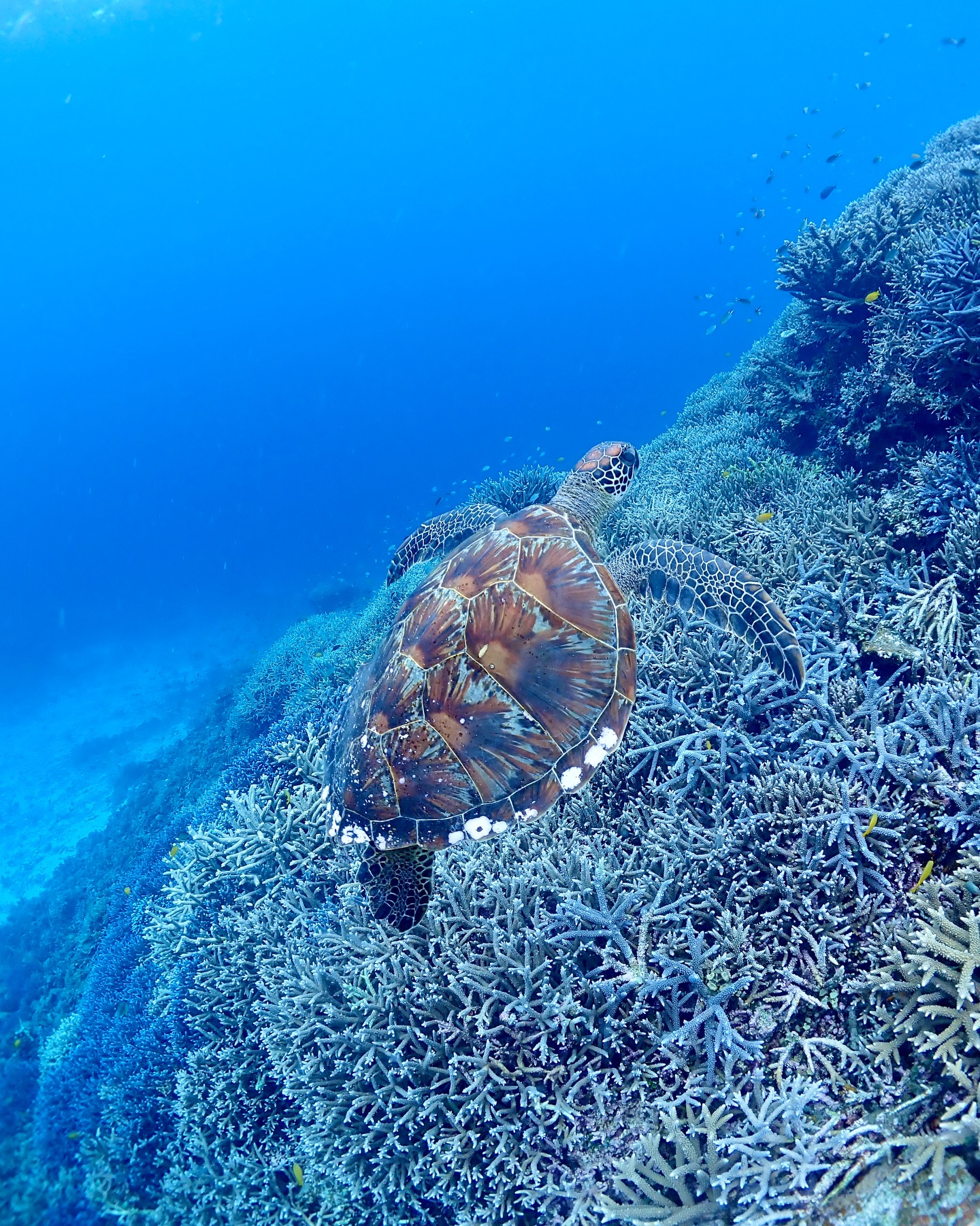昨日のヤビジ🐢🪸
珊瑚礁の上を泳ぐウミガメさんに
癒されました☺️
《 世界に誇る日本一の海“ヤビジ”で
一生の思い出に残る体験を🌏🩵》
▼マーリンのオススメポイント
⑴ 安全第一でご案内🛟
厳しい安全基準をクリアした業者だけが認定される
“マル優”に指定されています
ガイドは定期的に安全講習実施中。
⑵ ヤビジまで一番近い港出発⛴️
半日ツアーで旅行のスケジュールが組みやすく
船酔いが心配な方にもオススメです!
⑷初心者・女性にも優しい🥰
女性スタッフも在籍、
各資格を持ったガイドがご案内!
⑸当日のベストポイントへご案内🐢
海を知り尽くした宮古島育ちの船長が
数あるシュノーケルポイントから
その日のベストコンディションへ向かいます!
▼ツアーメニュー
・八重干瀬シュノーケルツアー
・八重干瀬スキンダイビングツアー
・八重干瀬体験ダイビングツアー
・スキンダイバー講習
→ 各ツアーに𝗘𝗖𝗢プラン(割引)あり
▼𝗘𝗖𝗢プラン 〜環境に優しくお得に遊ぼう🧡〜
各ツアーメニューに適応可能
𝟭.ツアー料金¥𝟭,𝟱𝟬𝟬引き
𝟮. 𝗘𝗖𝗢ルールを守っていただける方
※𝗘𝗖𝗢ルールはHPにてご確認ください
▼ ご予約方法
InstagramトップページのリンクからHPへ
※DMは対応しておりません。
▼船長アカウント
こちらでもツアーの様子をリアルタイムで発信中!
🚢:@marlin_nakasato
▼スタッフアカウント
スタッフ目線のツアーの様子やオフを発信中!
👫🏽:@staff_marlin_miyakojima
#ヤビジツアーマーリン
#宮古島 #八重干瀬 #ヤビジ
#宮古島旅行