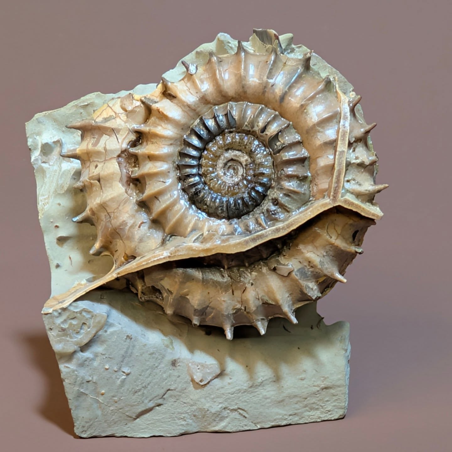 I would describe some preparation as "edge-of-your-seat" prep! This 5 cm Crucilabiceras ammonite is the definition of that, due to the incredibly delicate spines that circle the shell. This particular example is from an inland location and is remarkably similar to the same species found at Stone Barrow on the Jurassic Coast. I prepared this specimen for a customer.
#fossils #jurassic #ancienthistory #paleontology #ammonite