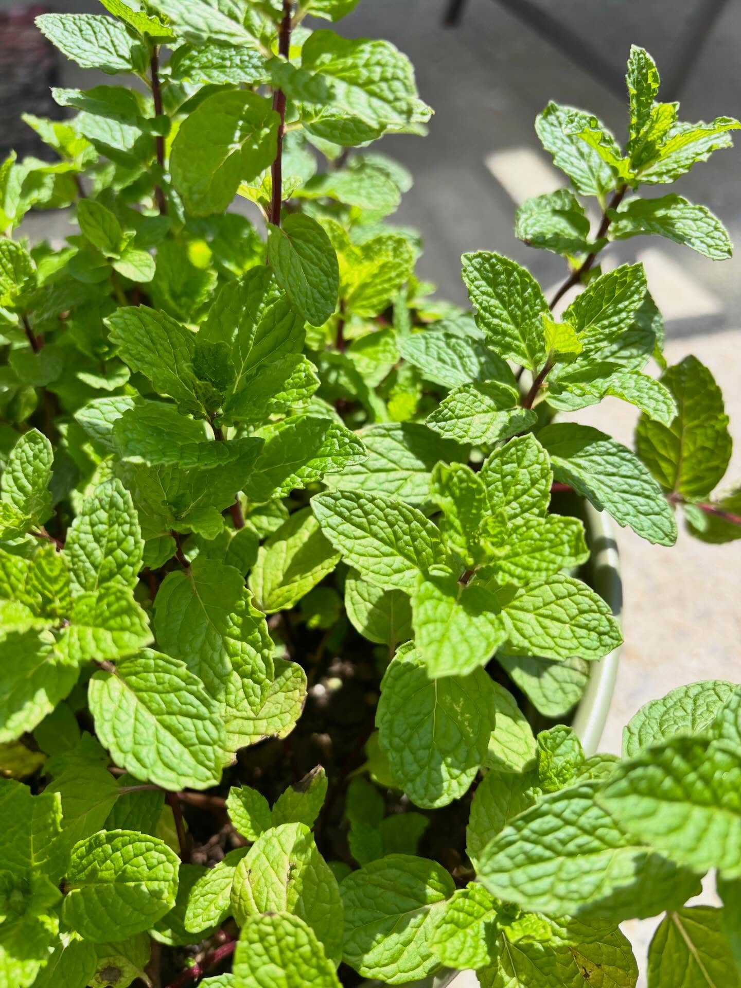 How often do we see the same thing, day after day, or season after season…just seeing what we think we see? We have mint on our patio, and for the first time I actually noticed what was in front of me this whole time….purple stems! How had I never noticed this before?! Today, I urge you to go and find something that is in plain sight and see what you never noticed before. (Post your findings in the comments below. I’d love to see.)