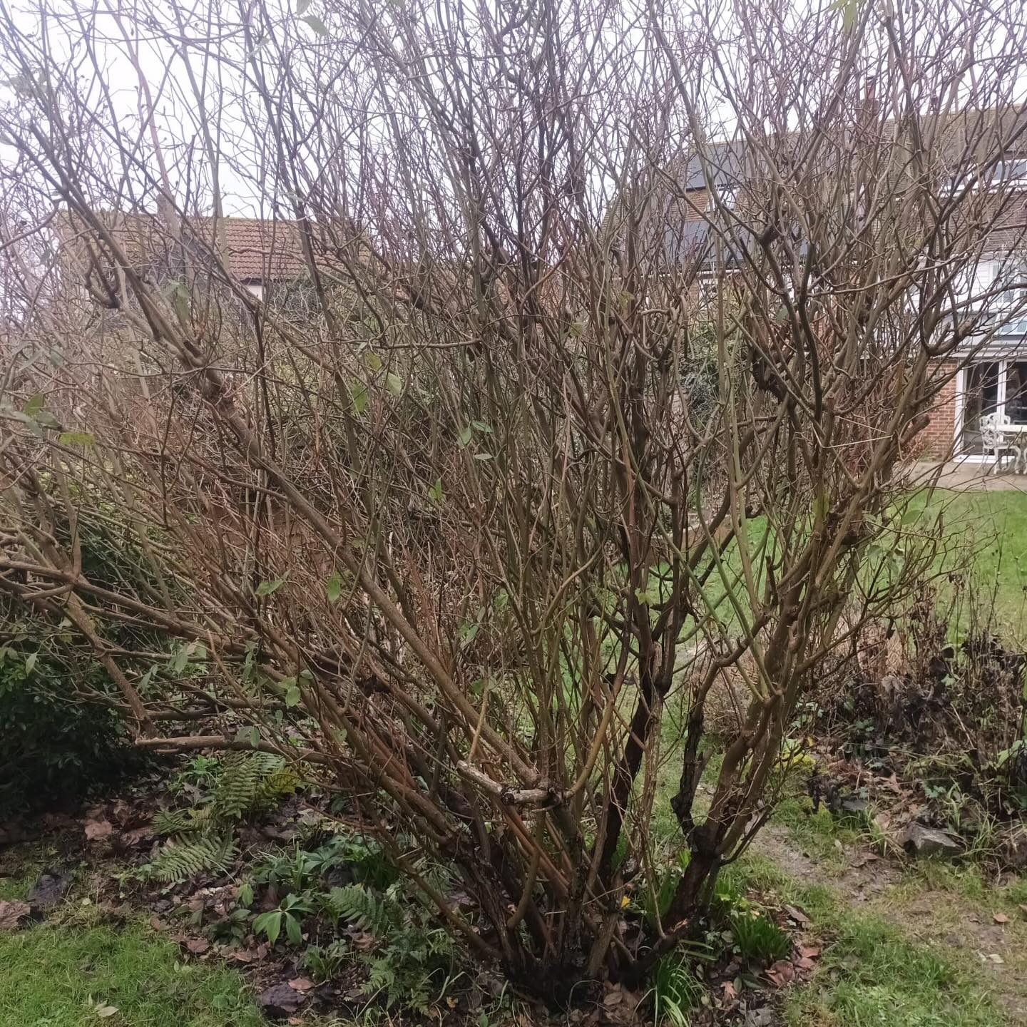 Swipe to prune! Another at home rose pruning service complete. You can see that spring pruning isn’t just about tidying up, it’s about cutting back hard and giving the rose energy to come back stronger and with more bountiful blooms. Before picking up your secateurs, why not book into one of our four remaining pruning workshops? That way you’ll be sure you’re doing it right!
Tickets for our rose pruning workshops are available on our website or can be booked over the phone. You can also book your very own professional rose pruning service on our website or over the phone.
Don’t leave it too late, your roses will thank you later!#gardening #gardeningworkshop #pruning #pruningseason