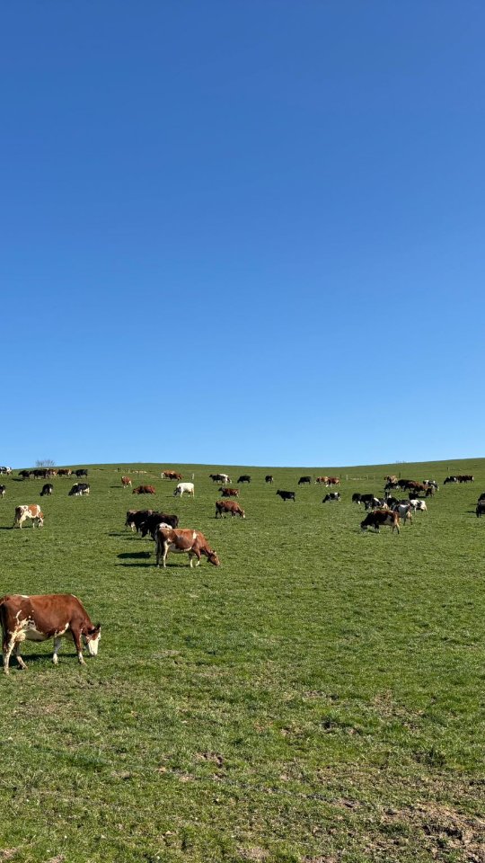 Start Weiden 2026.🐄🍀🌿
#biosuisse #landwirtschaft #hofladen #bauernhof #schweizerbauer