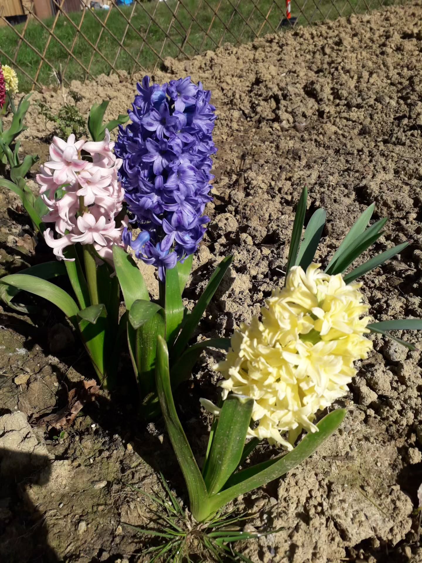 The Things I Don’t Say Out Loud
Chapter Eight
The last week of February was… a lot 😮💨
Three times this week I had to remind clients about my T&Cs and ask for late cancellation fees. There are still people who don’t seem to understand that this is a business, not a hobby. I’m not a hobby therapist — this is my work, and I still have expenses even when someone doesn’t show up. The ££ doesn’t just cover the physical treatment.
My body wasn’t on my side either. Lady RaRa made sure to remind me she’s still around with a shoulder flare-up 💥, and then Mother Nature decided it would be funny to make an appearance too 🌙🩸
To top it all off, the boiler broke by the end of the week… and somewhere in the middle of all this, 80 pouches of cat food disappeared 😅 Maybe the delivery driver really needed them. 🐾🙃
Mercury retrograde be here until 20th March, so brace yourself.
On the brighter side 🌸
My garden is full of beautiful flowers, and the planetary alignment was absolutely stunning 🌌 Have you seen them? Jupiter was very bright. Small moments that remind me to pause and look up.
Fingers crossed for an easier March 🤞🌱
P.S. Sadly, no Swiss chocolate 🍫❌ — but it was really lovely to see and spend time with a friend 🤍