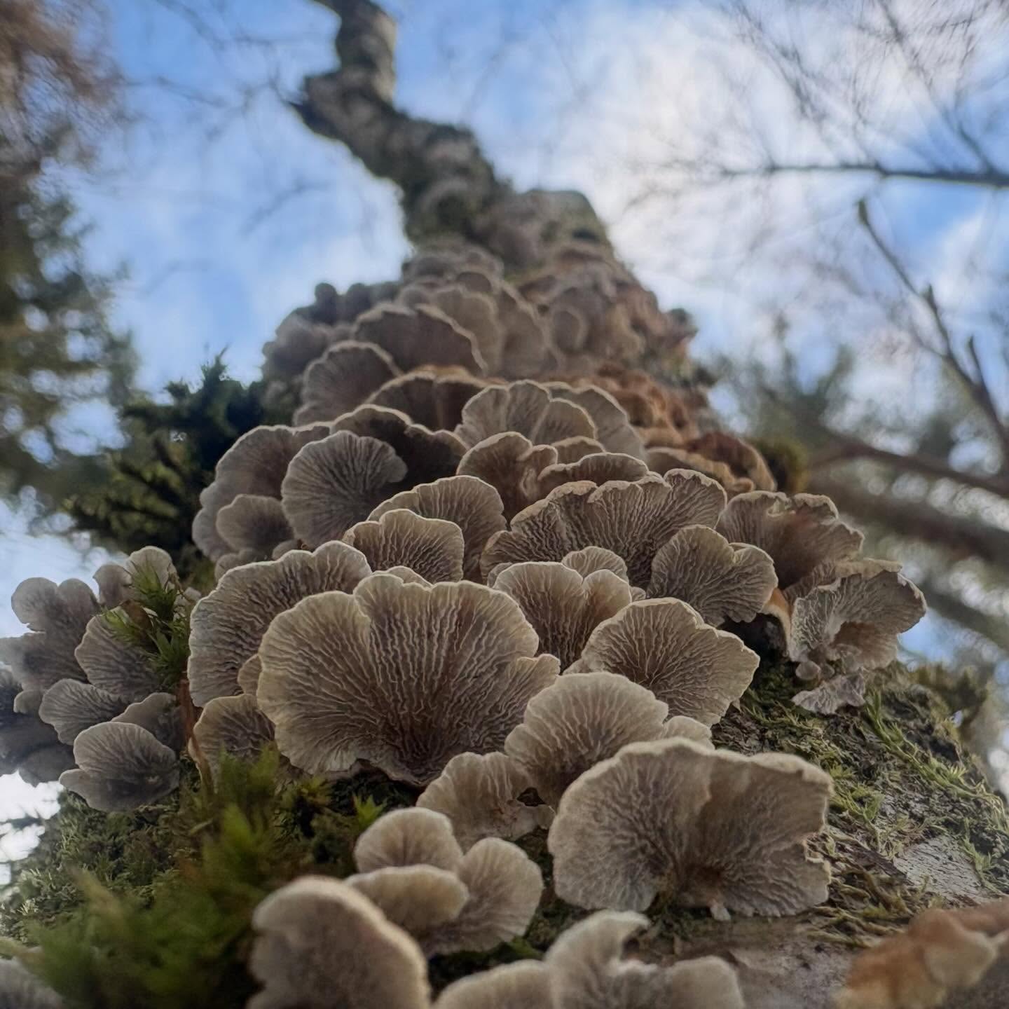 Velkommen vår! 🌸 En av de vakreste soppene man kan finne på denne tiden er Vifterynkesopp (Plicaturopsis crispa). Den danner nydelige små vifter som vokser lag på lag oppover døde greiner av løvtrær. Den bølgede kanten og de fine rynkene under hatten gir soppen et nesten eventyrlig preg – som om skogen har pyntet seg med sine fineste blonder!
#vifterynkesopp #plicaturopsiscrispa #sopp #sopptur #soppjakt