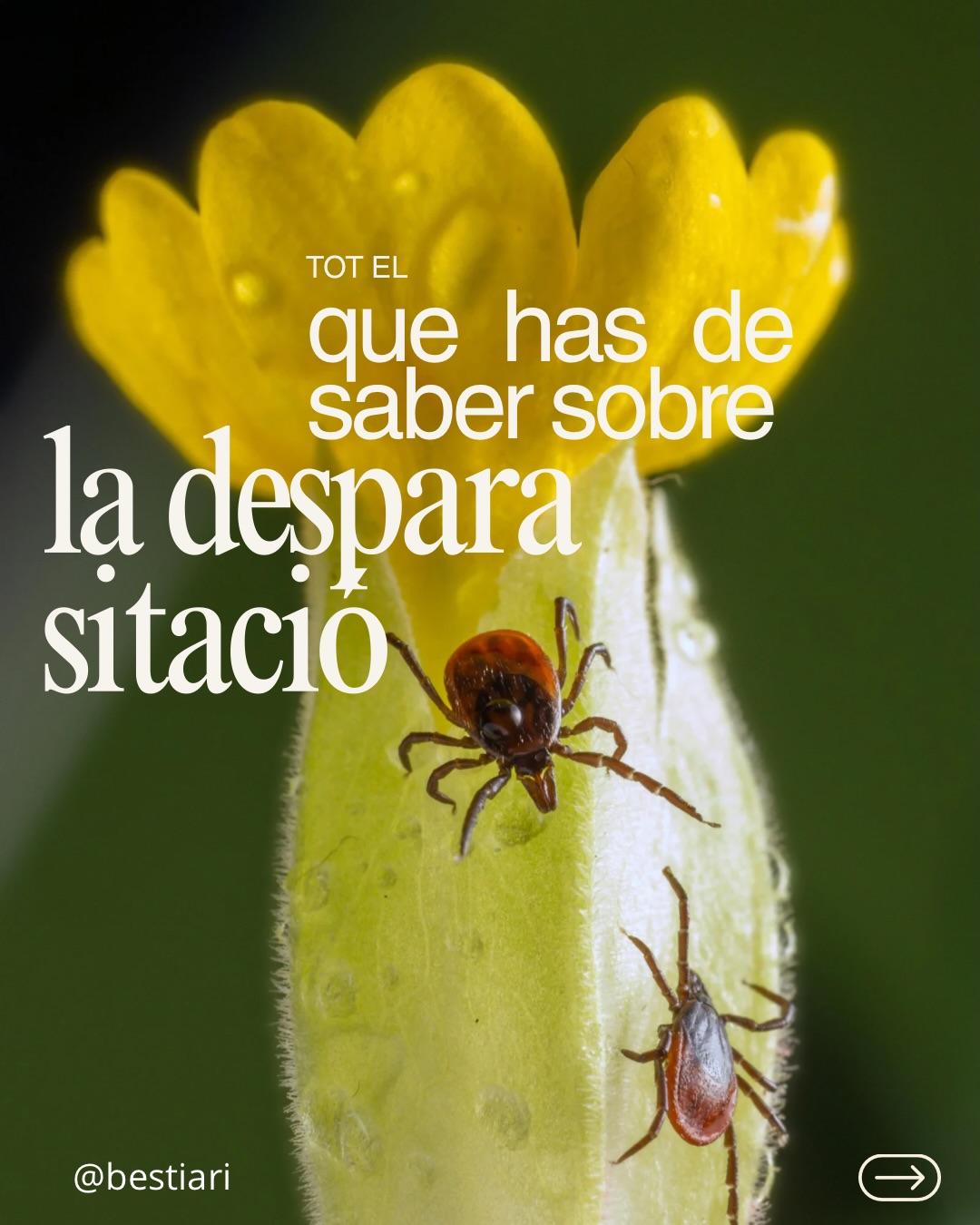 Les puces i paparres poden afectar la salut dels nostres companys peluts, causant des de malalties greus fins a molèsties constants. Desparasitar-los regularment és fonamental per prevenir problemes i garantir el seu benestar. Protegeix-los!💚
#Desparasitació #SalutAnimal #Veterinària #CuidemElsNostresMascotes