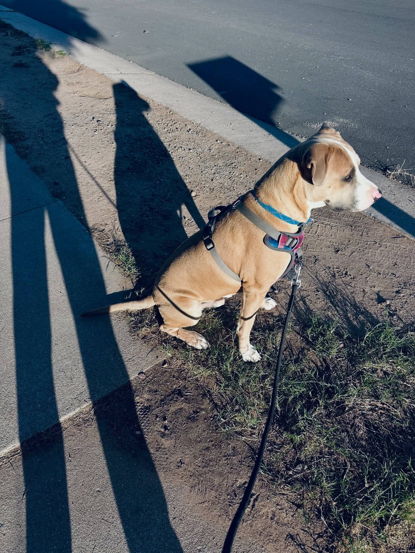 A bit chilly this morning on our walk. But always nice to soak up the sun when it is cold.
This painting is based off of the concept of a zen doodle- that’s at least one word for it. You start of with some shapes and spontaneous color. Just less the paper, water, and paint do its thing.
Using your intuition you pick colors. From there when it dries you begin drawing what feels natural. A lot of repeating patterns, dots, circles, whatever moves you.
I allowed the windows and bubbles in my design open up to different images. Everything here was a communication from my higher self, or my subconscious mind.
Painting available for sale if interested! I’m looking for a frame for it at the estate sale places. Hopefully I find one! Dm if interested!
#painting #watercolor #zentangle #zendoodle #tattooartists