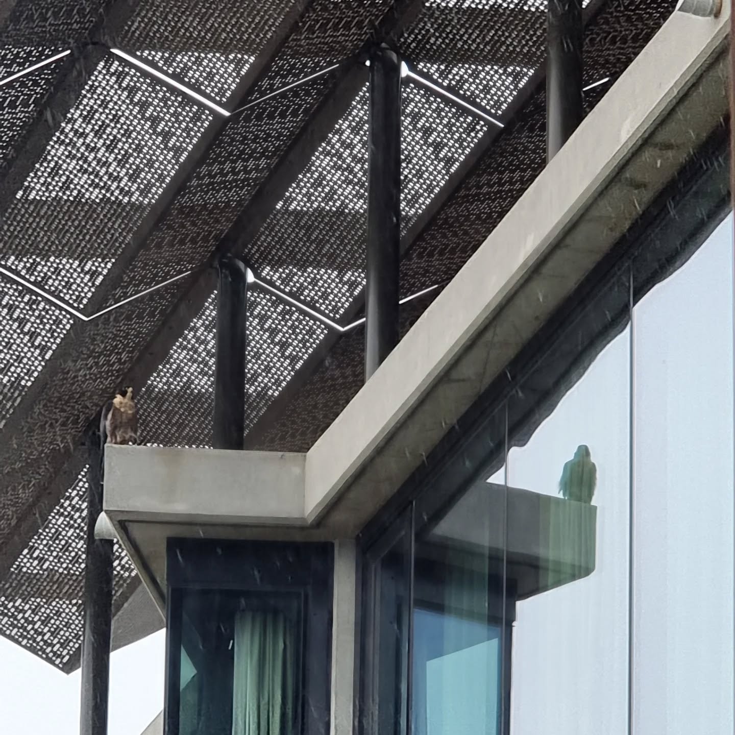 Peregrine falcon from my balcony on top of the Vibe Hotel. Magnificent.
#adelaidecityliving
#peregrinefalcon
#peregrinefalconsofinstagram
#Adelaide
#birdsofadelaide
@birdsofsouthaustralia
