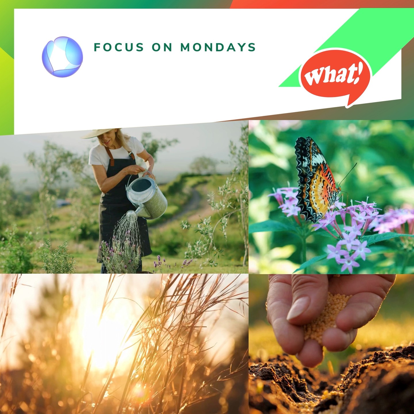 @mo.eco_art MonacoEcoArt.com #focus #Monday #ungardening #sustainability #methodology 🤏What in ungardening? 🤔 …a new way to grow plants underground? Not really, let's discover its meaning together 🌾🦋 Ungardening, or rewilding, is the practice of converting #traditional, high-maintenance #landscapes into self-sustaining, native #ecosystems, putting #biodiversity first while removing invasive #species, eliminating synthetic chemicals, reducing lawn areas, and letting plants grow naturally without intervening significantly with artificial and human treatments 🍂🍄 Leaf litter and dead #wood are specially left in the #natural environment to support local #wildlife, #pollinators (e.g.: bees, #butterflies, birds, bats, etc.), and to improve #soil health 🎯🌳 Ungardening expresses through a series of key actions inspired by leading #principles: Embracing Native Plants: replacing ornamental plants with #native species that thrive locally without excessive water or fertilizer; Reducing Lawns: replacing mowed grass with wildflowers, clover, or native groundcovers; Leave it “Messy”: Keeping leaves, fallen branches, and #seed heads to provide shelter and food for insects, #birds, and #animals; Stopping Chemical Use: avoiding synthetic pesticides and herbicides, which harm soil and beneficial #insects; Creating Natural Habitats: installing birdbaths, small ponds, or bug hotels; Removing Invasives: focusing on removing non-native species that jeopardise local biodiversity ♻️ 🔙 Ungardening was born in the United States in the 1980’s to promote eco-friendly gardening for everyone - Sara Stein, together with her husband, can be considered one of the most important precursors of this trend: she tested it on her farm in Pound Ridge, New York, to recover six acres land cultivated, following traditional farming methods 📖🌼 Stein’s most popular publication: "Noah's Garden: Restoring the Ecology of Our Own Backyards" (Houghton Mifflin, 1993), became the ideal #manifesto “for a growing environmental landscape movement a the book”, as the New York Times wrote on the occasion of the woman's death, up to inspiring the most recent “urban #jungle” 📸 🎬 © Copyright: @mo.eco_art