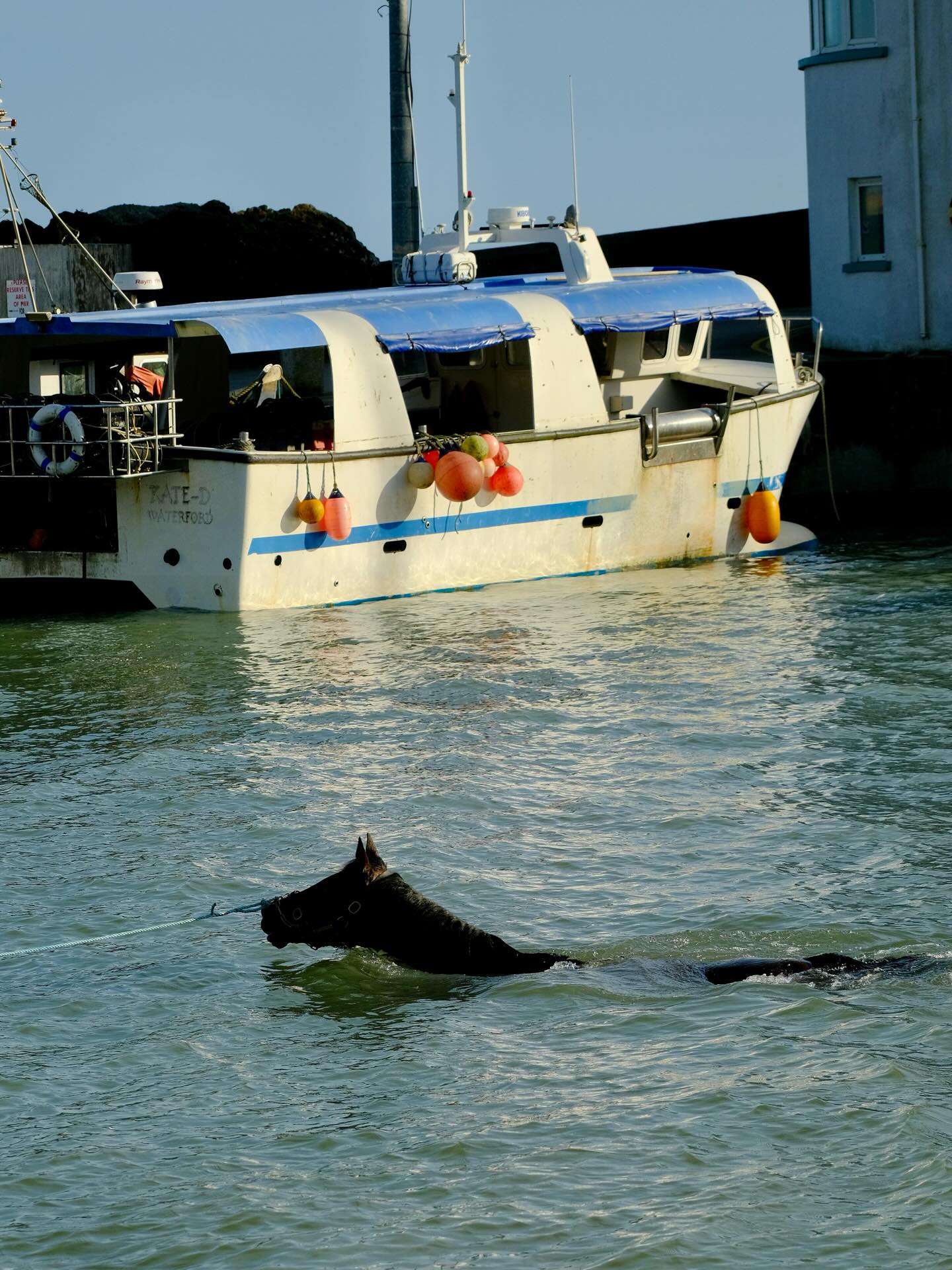 Quilixios won’t need the ferry to get to Cheltenham at this point 🐬