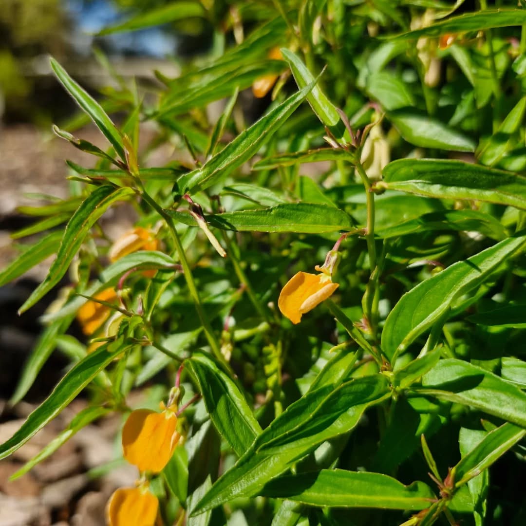 Long weekend trading hours:
SAT & SUN 8:30 am till 4:30 pm
MON 10 am till 4 pm
Pictured is the unusual 'Spade Flower' - Hybanthus stellarioides. A perennial herb for rockeries that has bright orange single petal flowers during the warmer seasons. Dormant in winter and reshoots in spring. Available in our tubestock at the moment 🧡
#hybanthusstellarioides