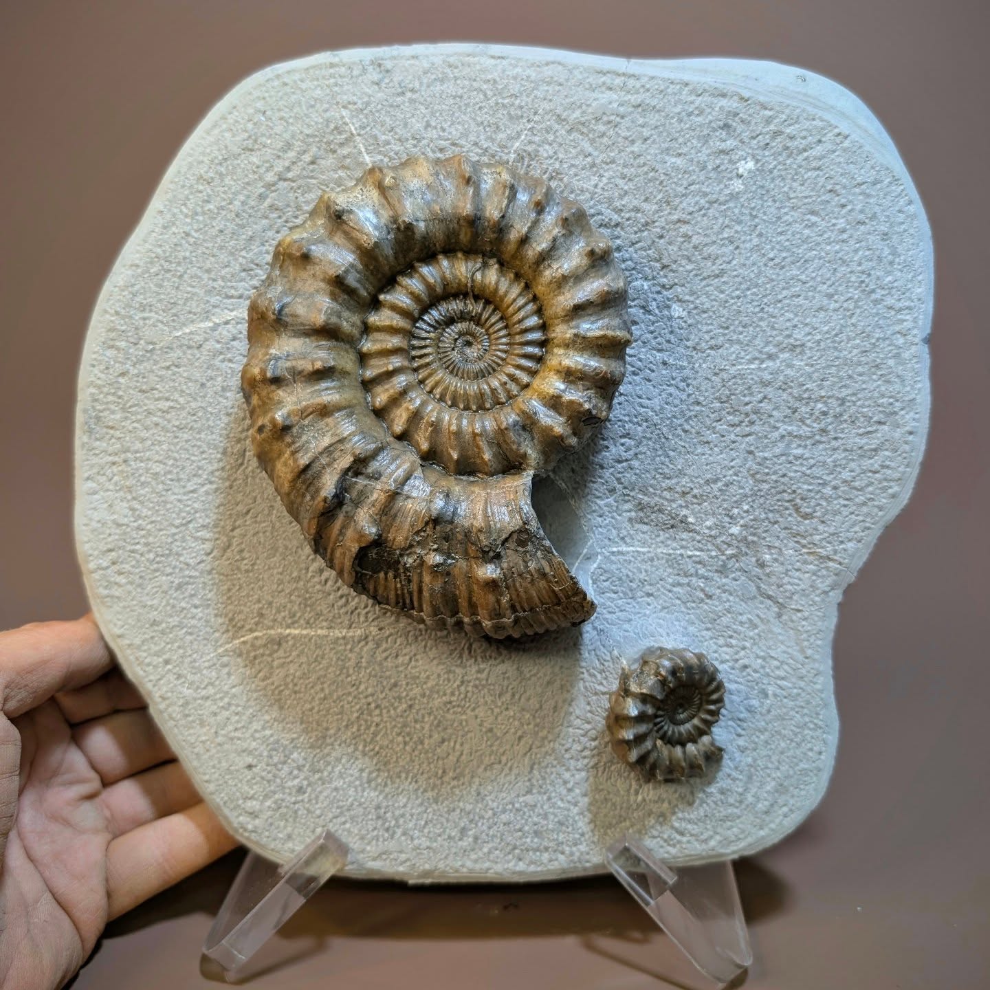 One of the appealing aspects of Oistoceras is their chunky, tractor tire-like appearance. This is the largest figulinum specimen I have found to date at 5 inches across. I have prepared it to appear as though it is sitting atop the rock by undercutting the ammonite. It was originally enclosed within a spherical green ammonite nodule. This specimen has been listed on my website.
www.naturalselectionfossils.com
#fossils #ammonite #ancienthistory #paeleontology #museum