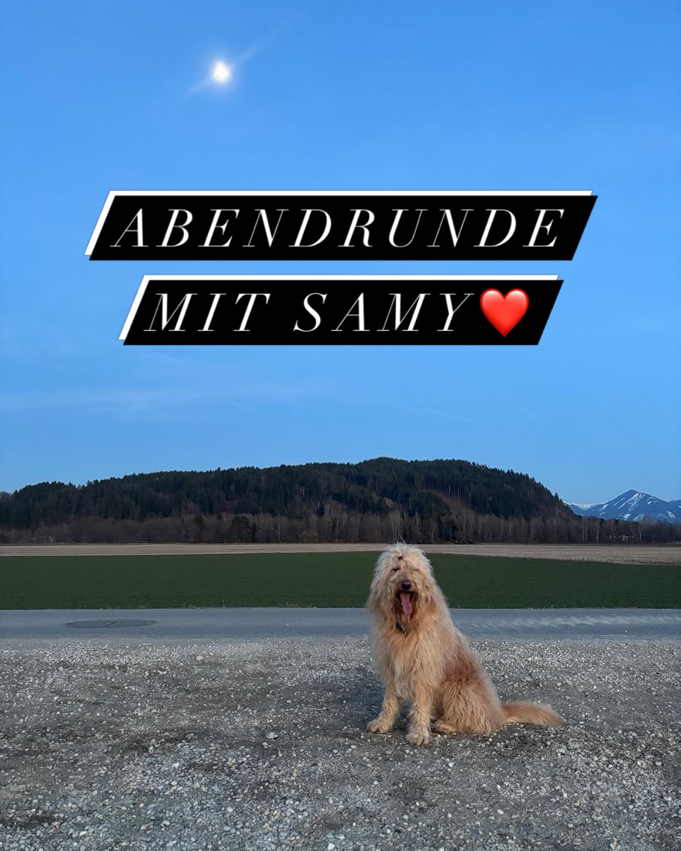 Abendrunde mit Samy❤️ #mel4animal #dogwalk #happydog