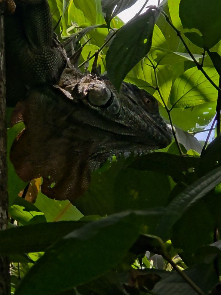 Avez-vous deja vu un dinosaure ? 👀
Moi oui, en tout cas c’est l'image que j'en ai en version herbivore sympa chillant sur un tronc d'arbre 🤣
Toujours aussi magiques et impressionnants ces gros iguanes 🦎🦖
#dinosaure #costaricanature #iguanecostarica