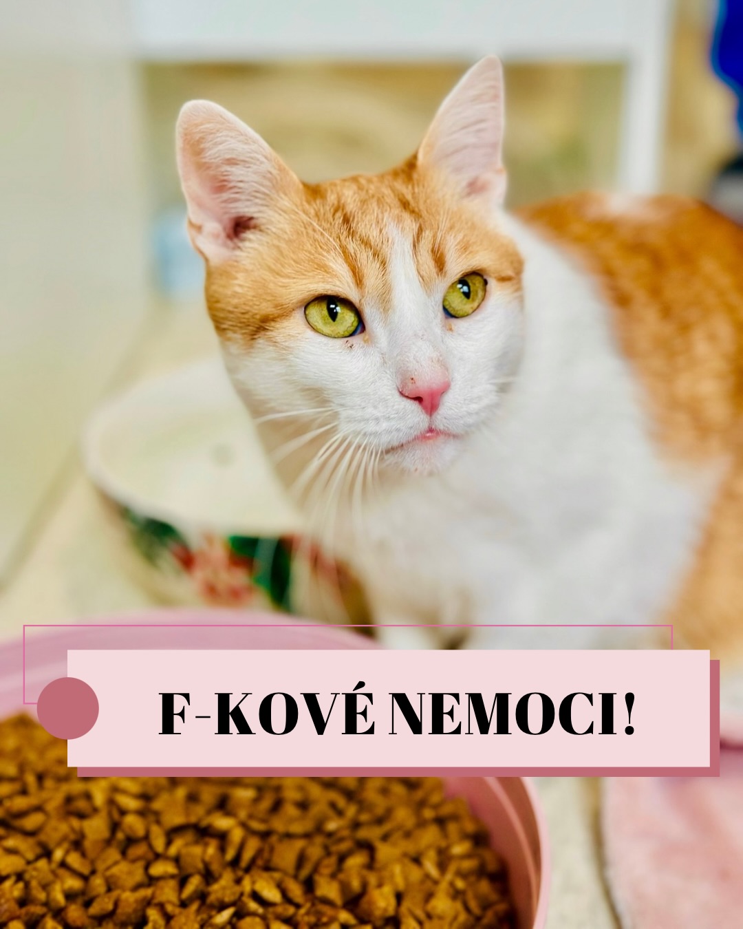 Možná jste u nás v příspěvcích nebo u veterináře narazili na zkratky FIV a FeLV. Zní to děsivě, skoro jako rozsudek, ale realita je mnohem barevnější než jen černobílá. Ve Šklíbě věříme, že vědomosti jsou lékem na strach, a proto u nás každou kočičku poctivě testujeme, abychom věděli, na čem jsme. 🩺🔍
Co se pod těmi písmenky vlastně skrývá?
💥 FeLV (Kočičí leukémie): Virus, který oslabuje imunitu.
🤧Jak se přenáší: Je to nemoc z blízkosti. Přenáší se slinami (společné misky, vzájemné čištění kožichu), ale také sexuálním stykem. Proto jsou toulavé, nekastrované kočky tou nejohroženější skupinou. 🙀
❤️🩹Léčba a život: Skutečná „léčba“, která by virus z těla vymazala, sice neexistuje, ale to neznamená konec! Cílem je udržet kočku v klidu, v teple, na špičkovém krmení a s podporou imunity. FeLV pozitivní kočky u nás hledají domov buď jako jedináčci, nebo k dalším stejně „pozitivním“ parťákům. 🏠✨
💥 FIV (Kočičí „AIDS“): Virus, který napadá obranyschopnost, ale – a to je nejdůležitější – není přenosný na lidi!
🤧Jak se přenáší: Hlavně krví, tedy hlubokým kousnutím při drsných
rvačkách kocourů o území a o samice. Velkým rizikem je ale i páření, kdy dochází k přenosu tělesnými tekutinami. Kastrace je v tomto případě ta nejlepší životní pojistka! 🛡️🐾
❤️🩹Léčba a život: FIV kočička může žít roky bez jakýchkoliv příznaků. Stačí jen hlídat její zdravotní stav a podporovat imunitu, aby byla na maximu a každá nemoc se kočičce vyhnula. Její tělo prostě bojuje o něco pomaleji. 🩹💪
Proč to není konec světa? 🌍❤️
Kočka s diagnózou FIV nebo FeLV není „rozbitá“. Je to pořád ten stejný mazel, který vám bude vrnět na klíně. Jen potřebuje o kapku víc pozornosti, kvalitní stravu a domov bez zbytečného stresu. 🧘
Díky tomu, že ve Šklíbě testujeme, víme přesně, jakou péči každý náš svěřenec potřebuje. A i když mají tihle kočičáci v „papírech“ nějaké to písmenko navíc, jejich láska je stoprocentní a čistá. 🥰
Terka ze Šklíby 🐾
