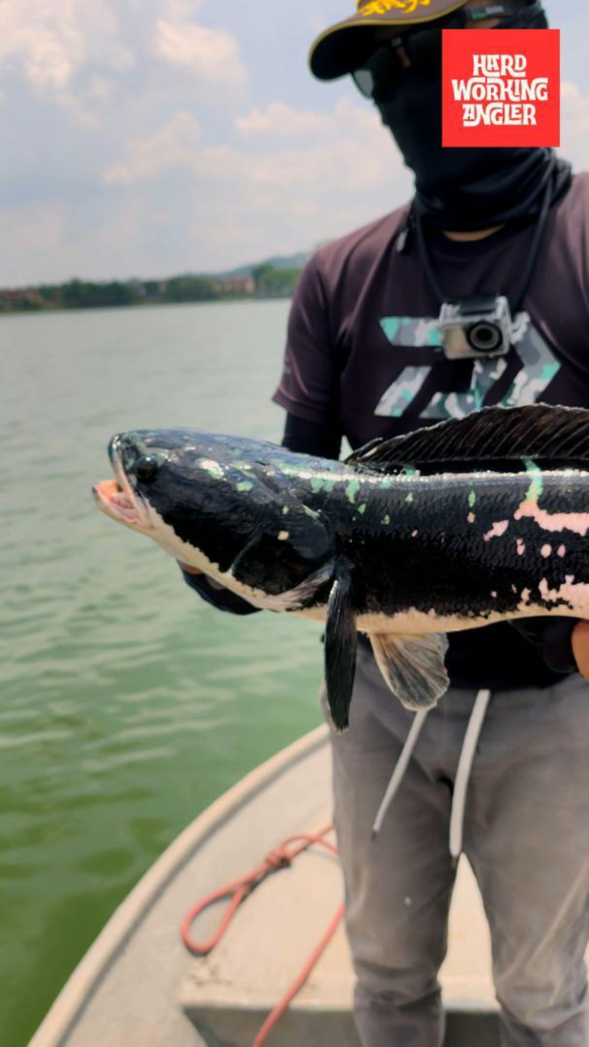 Snakeheads at our urban Kuala Lumpur lake. DM for enquiries on our fresh water fishing trip in Malaysia. #peacockbassfishingguidemalaysia #hardworkingangler #fishing #peacockbass #visitmalaysia #giantsnakehead #toman