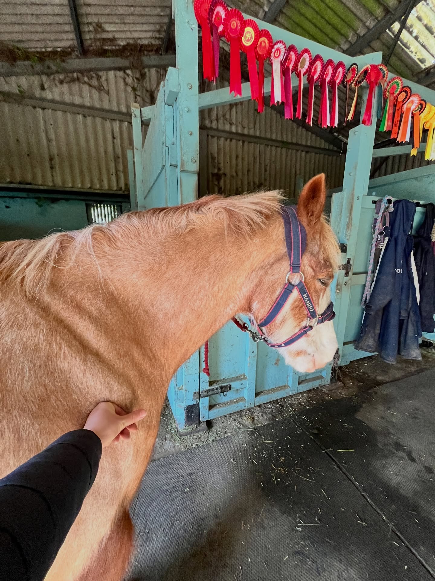 Snoozy shoulder releases > Mondays 😴😍
#vetphysio #npvetphysio #equinephysio #horsephysio