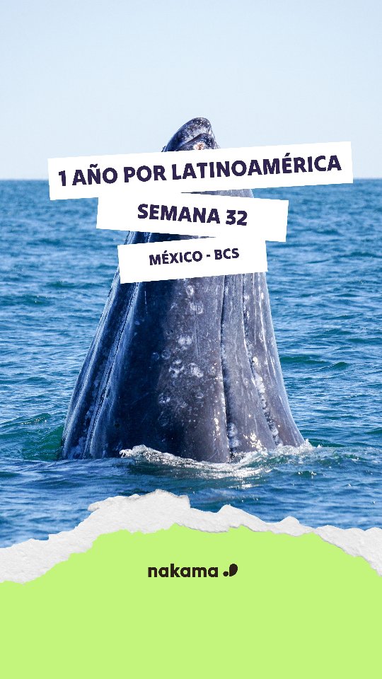 ✈ Semana 32
📍La Paz
Después de nuestra semana de ruta volvemos a La Paz, donde vivimos uno de los momentos más alucinantes de nuestro gran viaje; ver ballenas, pero esta vez de cerca
Hay muchas agencias que ofrecen avistamiento de ballenas, pero no todas lo hacen de la misma manera.
Pero, ¿cómo elegir entre tantas opciones?
Para nosotras, estas son algunas ideas que marcan la diferencia:
🐋 Respeto por la distancia y los tiempos del animal
No se trata de perseguir, sino de observar. De dejar que ellas decidan acercarse.
🌊 Grupos pequeños y embarcaciones reguladas
Menos ruido, menos impacto, más bienestar para ellas… y una experiencia mucho más auténtica para ti.
🌿 Guías formados y con conciencia ambiental
Que no solo sepan dónde encontrarlas, sino que entiendan por qué es tan importante protegerlas.
🤝 Compromiso con la comunidad local
Que la experiencia genere un impacto positivo y sostenible en el lugar, más allá del turismo.
Porque en el mar, y en la vida salvaje, la línea entre proteger y molestar es muy fina.
Y para nosotras, viajar siempre significa lo mismo: disfrutar sin invadir, vivir sin arrasar y elegir experiencias que estén alineadas con nuestros valores 💙
Viernes de viaje con Nakama: ¿Dónde estábamos hace 4 años?
Revivimos nuestro viaje por Latinoamérica contigo.
:::::::::::
✈ 32.astea
📍La Paz
Gure astebeteko karreterako ibilbidearen ondoren, La Paz-era itzuli gara, bidaia osoko momenturik berezienetako bat bizitzera; baleak ikusiko ditugu, baina oraingoan gertutik💓
Ostiraleroko Nakama bidaiak: Non geunden orain dela 4 urte?
Latinoamerikan zehar egindako bidaia elkarrekin biziko dugu.
#Nakama #mexico #bajacaliforniasur #aventura