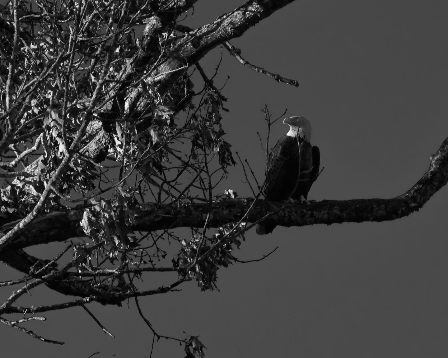 This eagle and their mate landed on a tree in our back yard and the light was just right!