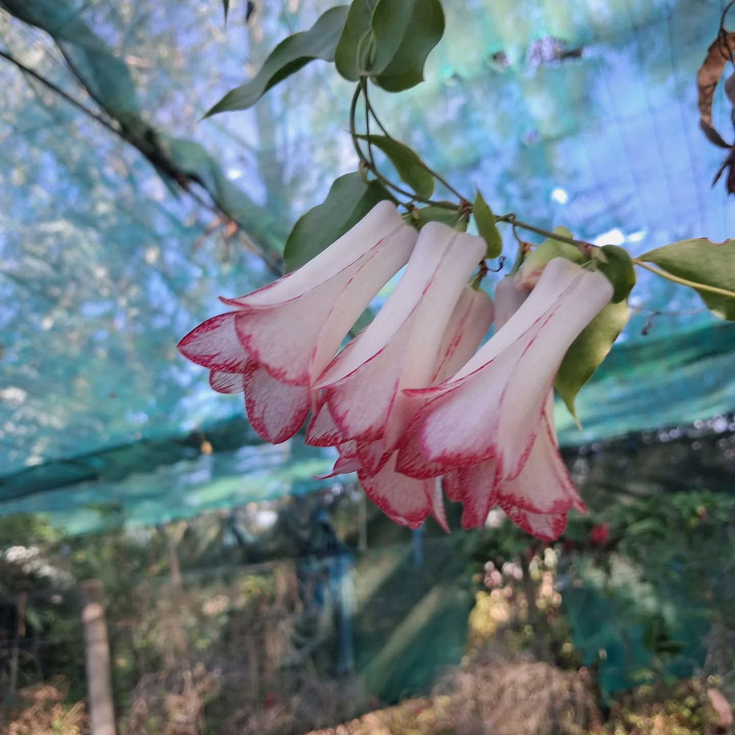 Solo bellos de marzo.#Copihue #flores #flowers #lapageriarosea