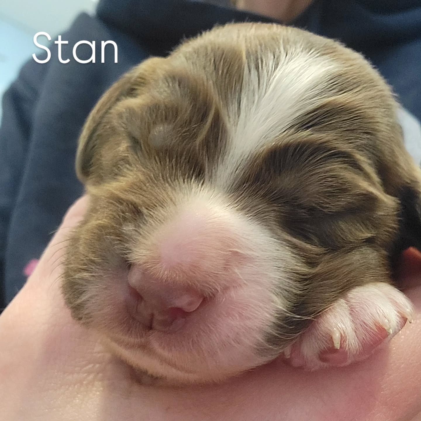 One week old today! I have to admit, the last 7 days have passed me by in a sleepless daze. It's so neat to see the pigment starting to fill in the sweet little noses.
#dog #puppy #spaniel #love