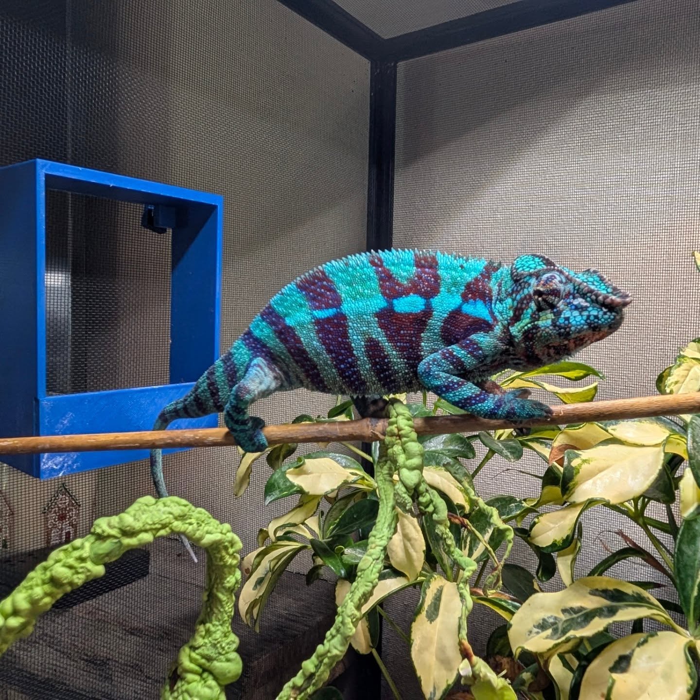 🌊🩵 BIG NEWS from Happy Chams! 🩵🌿
Reef & Coral have done it again — Clutch #2 is in the incubator!
Our stunning blue beauty Ambanja panther chameleons are officially on the way and expected to hatch this fall 🍂🐣
These two should produce some incredible color potential and we cannot wait to watch these little tree climbers pip out one by one.
We’ll be sharing updates, candling pics, and hatch day moments along the journey — so make sure you’re following along!
📩 Pre-interest list is now open (no deposits yet).
Because around here… pipping ain’t easy 😉
#HappyChams #PantherChameleon #Ambanja #ChameleonBreeder ReptileCommunity ReptileBreeder BlueChameleon FutureTreeClimbers ReefAndCoral
