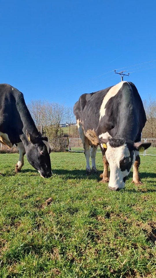 💚
.
.
.
#frühlingserwachen #hofmomente
#fühlingsgefühle #rinderliebe #freude