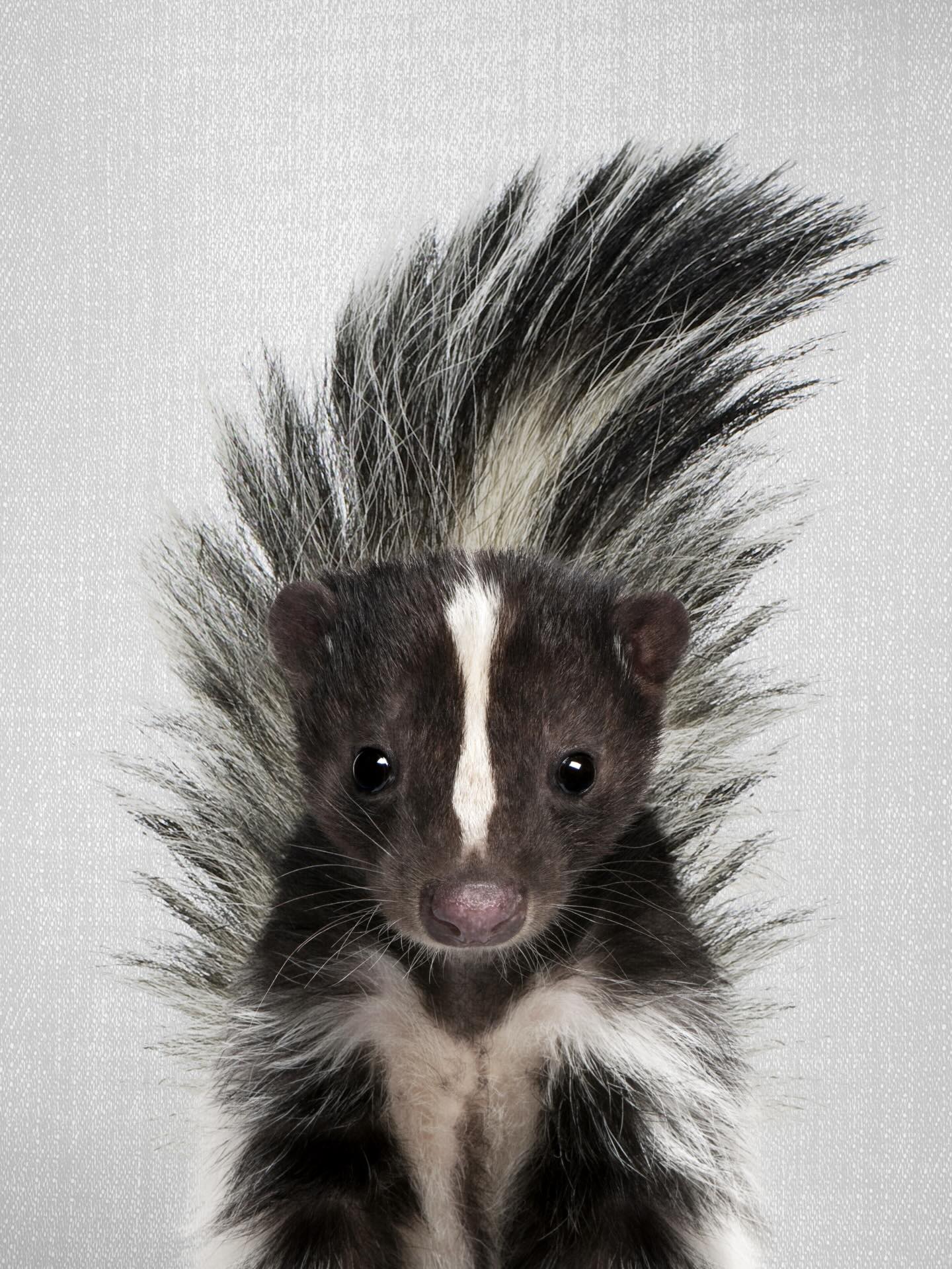 Woodland sweetness, but make it minimal 🤍
Our squirrel and skunk prints add a soft, cozy touch to any nursery or playroom. 🦨🐿️