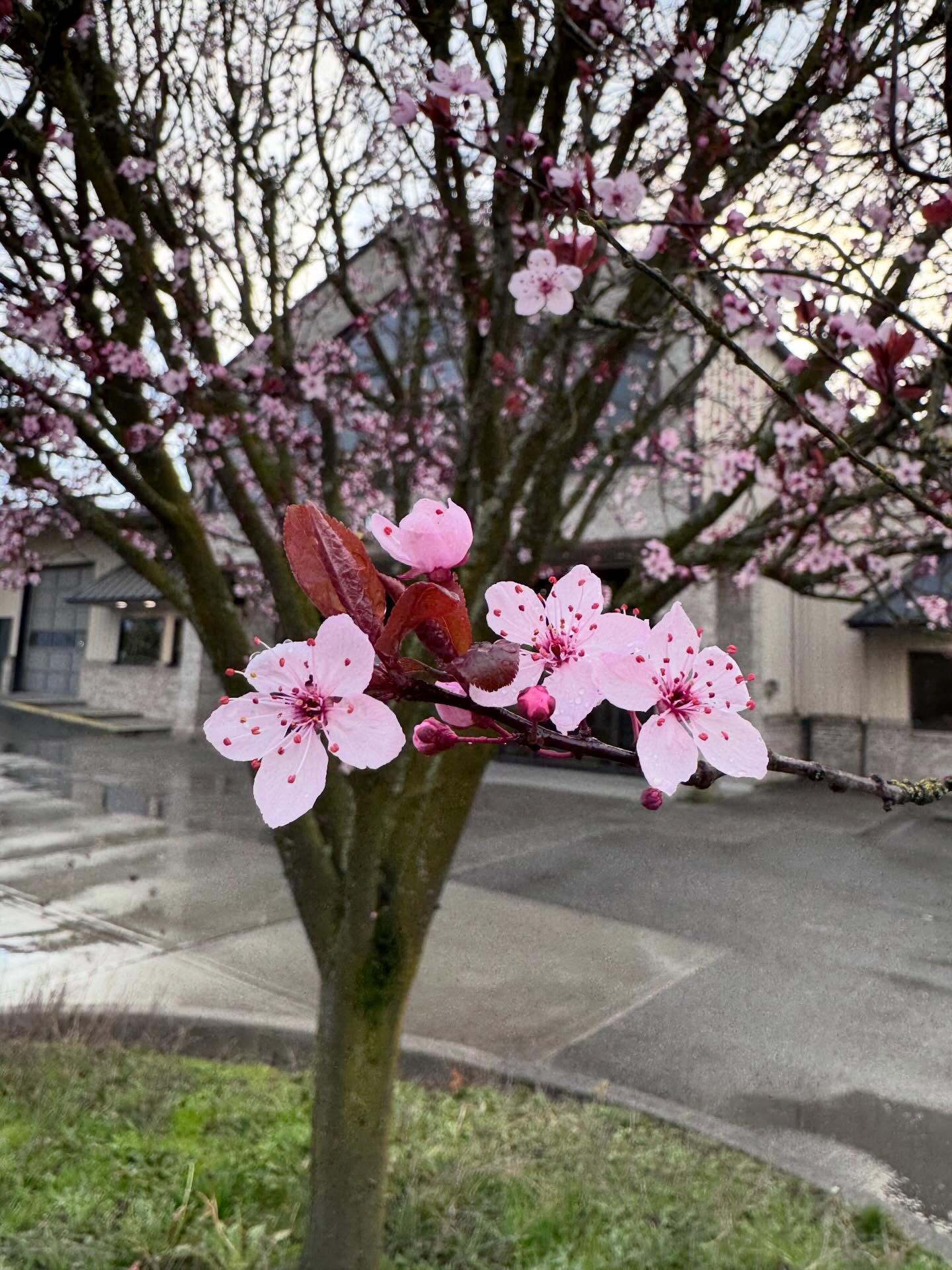 More Spring Training 🌸