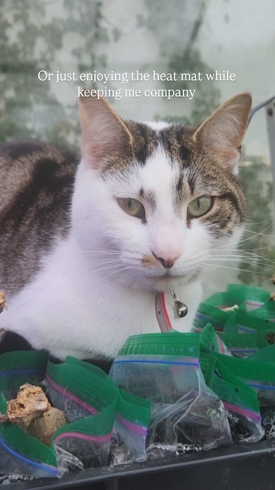 From London street musician to Head Dahlia Supervisor.
Banjo’s career progression has been impressive.
#RescueCat #GardenLife #DahliaSeason #springwatch
@protectedpawsanimalrescue