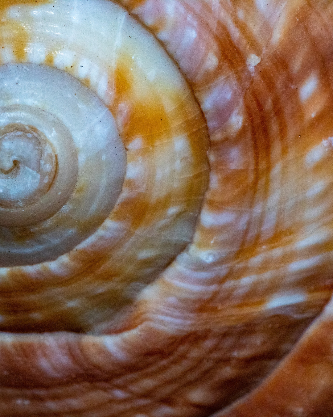 There’s a quiet joy in Capiz — it catches light, shifts with the day, and brings a gentle movement to any room. Discover the heritage and charm behind Capiz shell in our new blog post. Link in Bio
#CapizShell #VintageLighting #HomeDecor #ShellWork #InteriorInspo #ObjetDartStuff