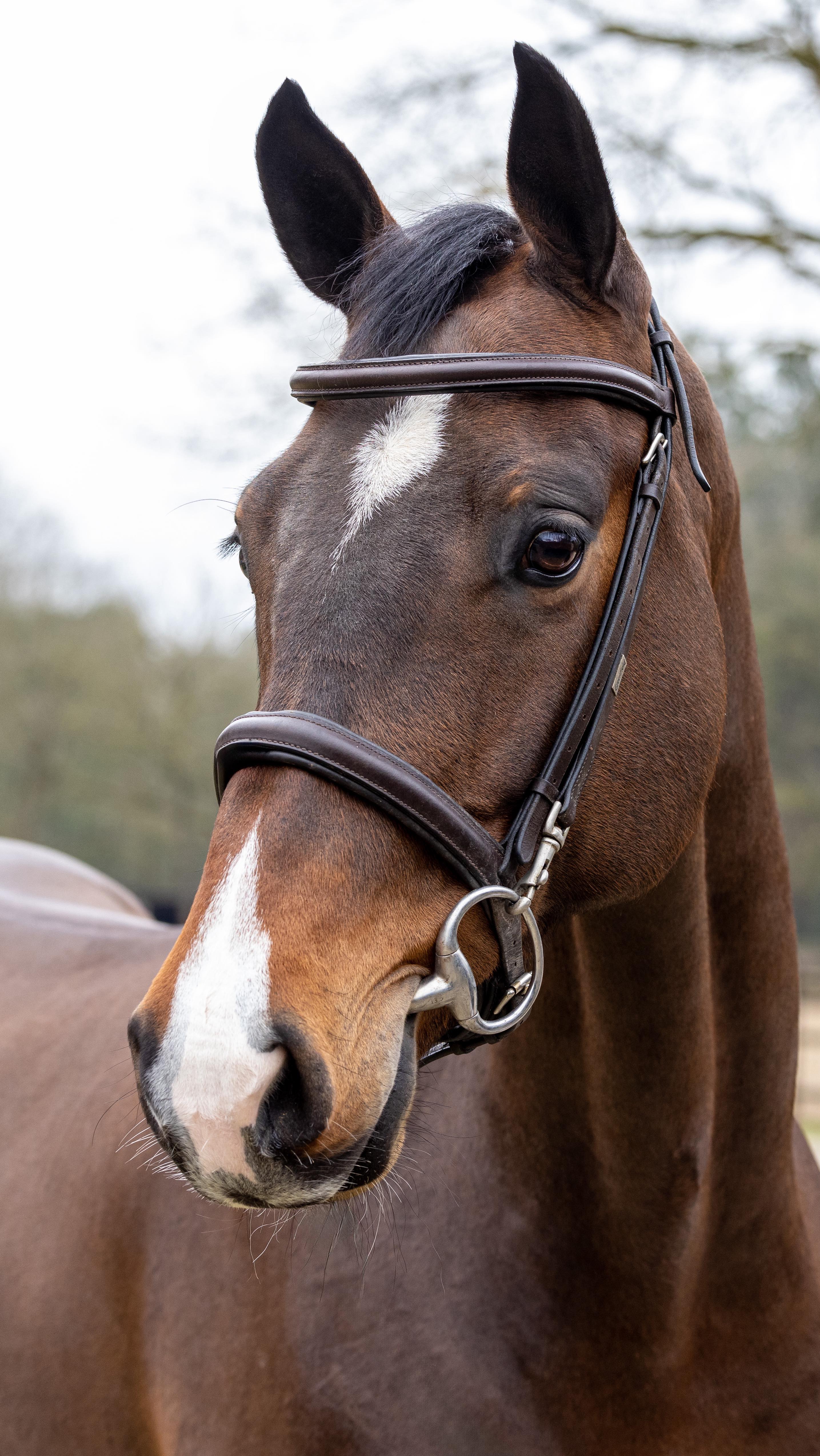 ⭐️ Now Available ⭐️ If you’re a rider with ambitions of owning a real GP horse to develop further, SARABI will make you very happy. 8yo mare by Casino grande, 16h2, 1.30 level. Overly talented jumper, top canter, freaky front end. Great mind. Real light modern type jumper. Ideal for someone who wants a nice step, catty jump and a lot of range. Gives a spectacular feeling on the jump. Snaffle mouth, eager to please personality. Easily a future 1.45+ horse. There are certainly horses with less scope that do the 1.60. With the right partner, unlimited potential. One to develop, not mareish, simple to bring along in a program. SO much talent. 💫