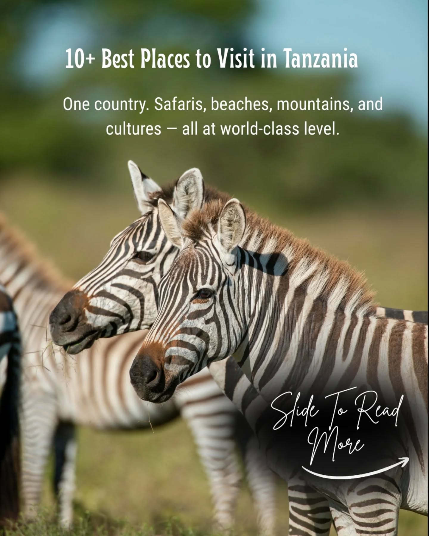 From the Serengeti to the Indian Ocean, Tanzania offers unmatched variety.
Let us design the journey that fits you.
Travel with Gnade Safaris.
📧 info@gnadesafaris.com
📲 WhatsApp: +255 793 832 959
#VisitTanzania
#TanzaniaSafari
#AfricanSafaris
#ExploreAfrica
#gnadesafaris