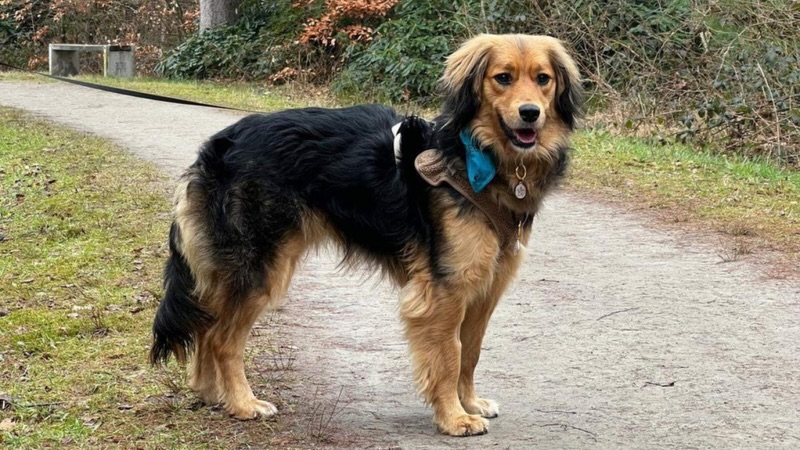 💛 LOOKING FOR HER FOREVER HOME: SALLIE💛
📍 Available to visit in Borne, NL
Sallie is a true diva with a heart of gold. Sweet, affectionate and full of charm, she wraps everyone (especially men 😉) around her little paw within seconds. People are her whole world, and when visitors arrive her joy simply explodes!
She’s a social butterfly with other dogs too and loves running games at the dog park, where she’s often leading the pack at full speed. Smart and eager to learn, she enjoys brain games and would thrive with activities like scent or hunting training.
Sallie does have a strong hunting instinct and still has lots to learn, so she’s looking for patient adopters who understand dog language and will guide her calmly. She could be happy as an only dog or with a playful companion.
She’s looking for a loving home where she can cuddle hard and play even harder. Warning: she will absolutely steal your heart the moment you meet her. 💛🐾
More info:
https://verhuisdieren.nl/plaatsprofiel/232820-adoptiehond-zoekt-baasje-gemengd-borne/