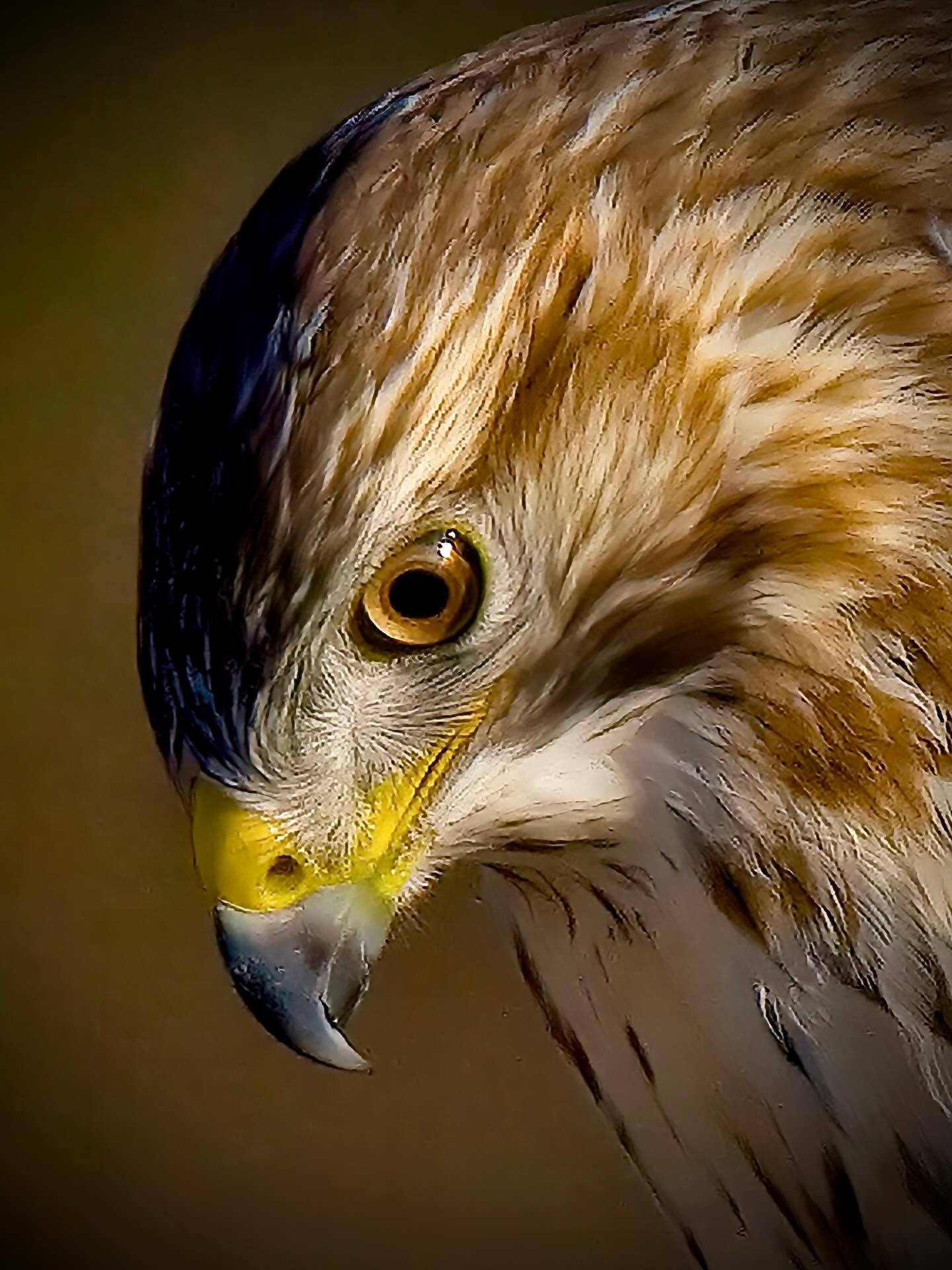 Das Bild eines majestätisch dahingleitenden oder von einem Weidezaun aus nach Beute Ausschau haltenden, bräunlichen Greifvogels formt sich in unseren Köpfen, sobald wir den Namen „Mäusebussard“ hören. Auch seine miauenden Rufe können oft vernommen werden, wenn man sich in der Natur bewegt. Der Name „Bussard“ setzt sich aus dem mittelhochdeutschen Wort „buse“, was soviel heißt wie Katze, und aus dem Wort „Aar“ (= Adler) zusammen. Man könnte also „Bussard“ mit „Katzenadler“ übersetzen. Sein Name scheint von seiner wehmütigen „katzenartigen“ Stimme her zu rühren, die etwa so klingt: „Hiäh, hiäh!“
Der Mäusebussard unterliegt in Deutschland dem Jagdrecht und ist in allen Bundesländern ganzjährig geschont.
Mit einem lichtstarken 800mm Canon Objektiv zuzüglich einem 2fach Konverter konnte ich mit 1600mm dem Bussard, unentdeckt von ihm im Tarnzelt, sehr sehr nahe kommen.
Dank der Sonne und den daraus resultierenden kurzen Verschlusszeiten sowie einem schwerem Stativ, gelang eine ziemlich scharfe Aufnahme.