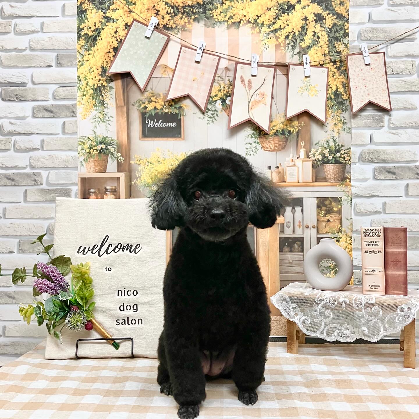 .
.
❥❥❥ サラちゃん ❥❥❥
WBCが始まるよー‼︎というわけで...
もちろん吉田推しだよーーー‼︎😆🐾✨🏋️♂️
(ダンベルおもちゃを吉田と呼んでおります)
またお待ちしております◡̈♥︎
*
*
現在ご新規さまの受付一時休止中です🌿
*
*
【nico dog salon】
▷厚木市栄町2-1-3スワンズマーク1階
▷TEL: 070-2622-9255
▷LINE: @zat7579o
*
*
#nicodogsalon
#厚木 #本厚木 #海老名 #平塚
#厚木トリミング #厚木トリミングサロン
#トリミング #トリミングサロン
#dog #dogsalon #grooming #groome