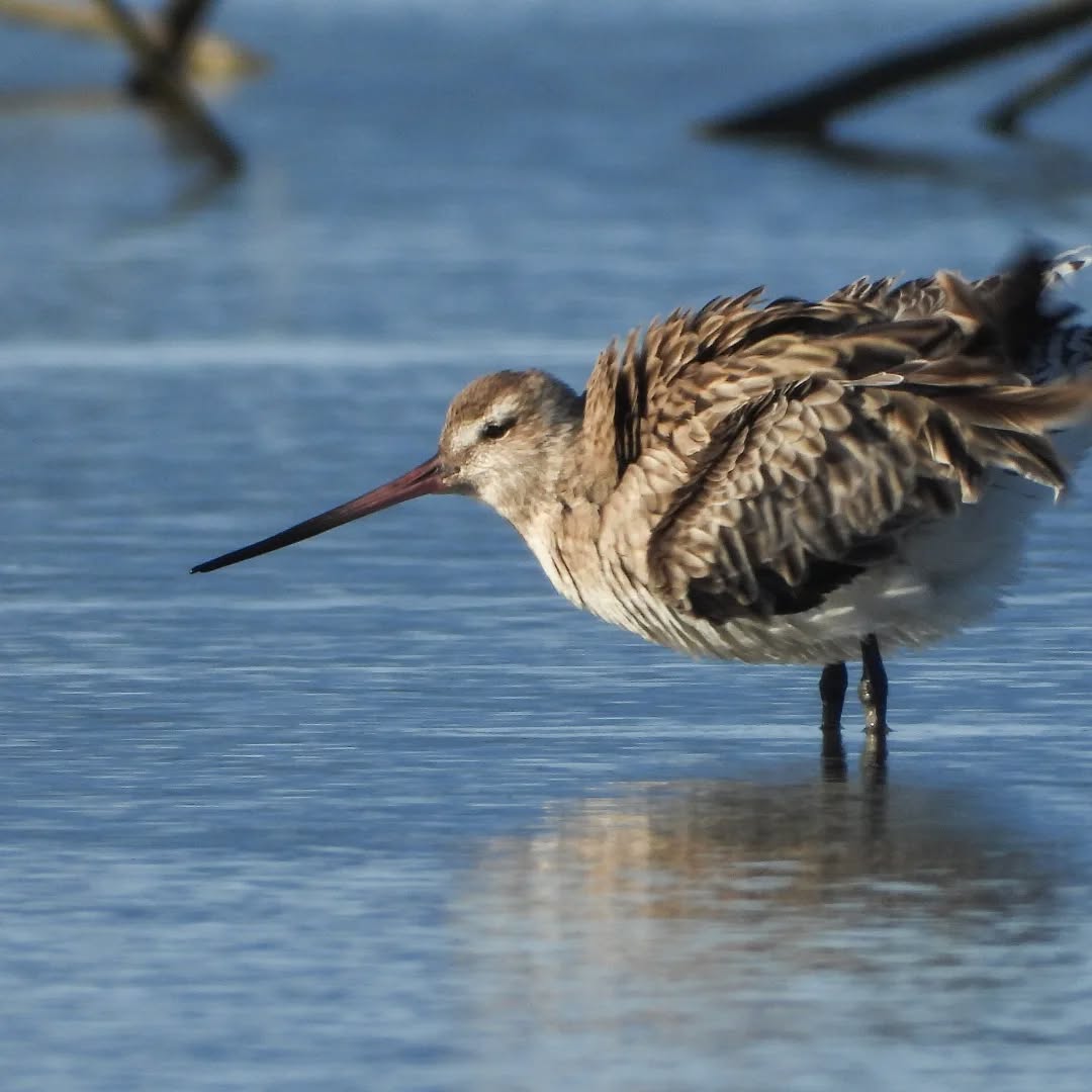 Godwit shuffle. Goddies on the estuary looking healthy and ready for their upcoming journey.
#Karameagodwits #goddies #godwitsinkaramea