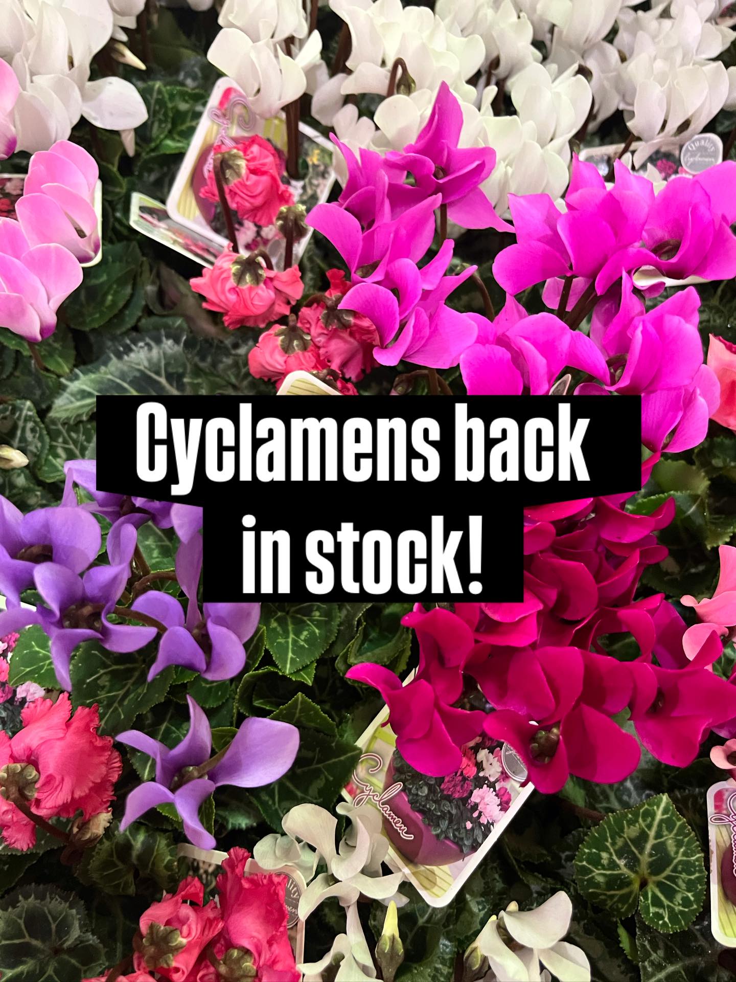 Cyclamens are back in stock at Town and Country Kew!
Add some colour to your pots or bring inside for a live floral arrangement 🌸
💫Available in store 💫