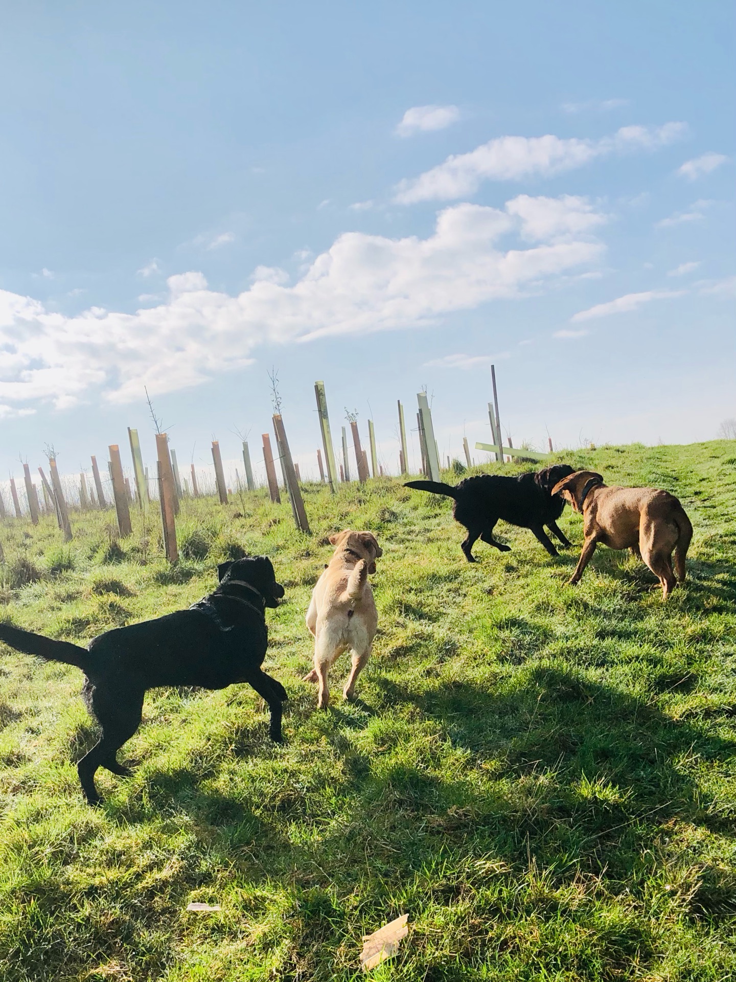 The fun never ends! 😁🐾
If your dog would like to have a walk with us then contact us at www.ardendogwalking.co.uk and check out our half-day experience.
#ullenhall #tanworthinarden #hockleyheath #henleyinarden #dog