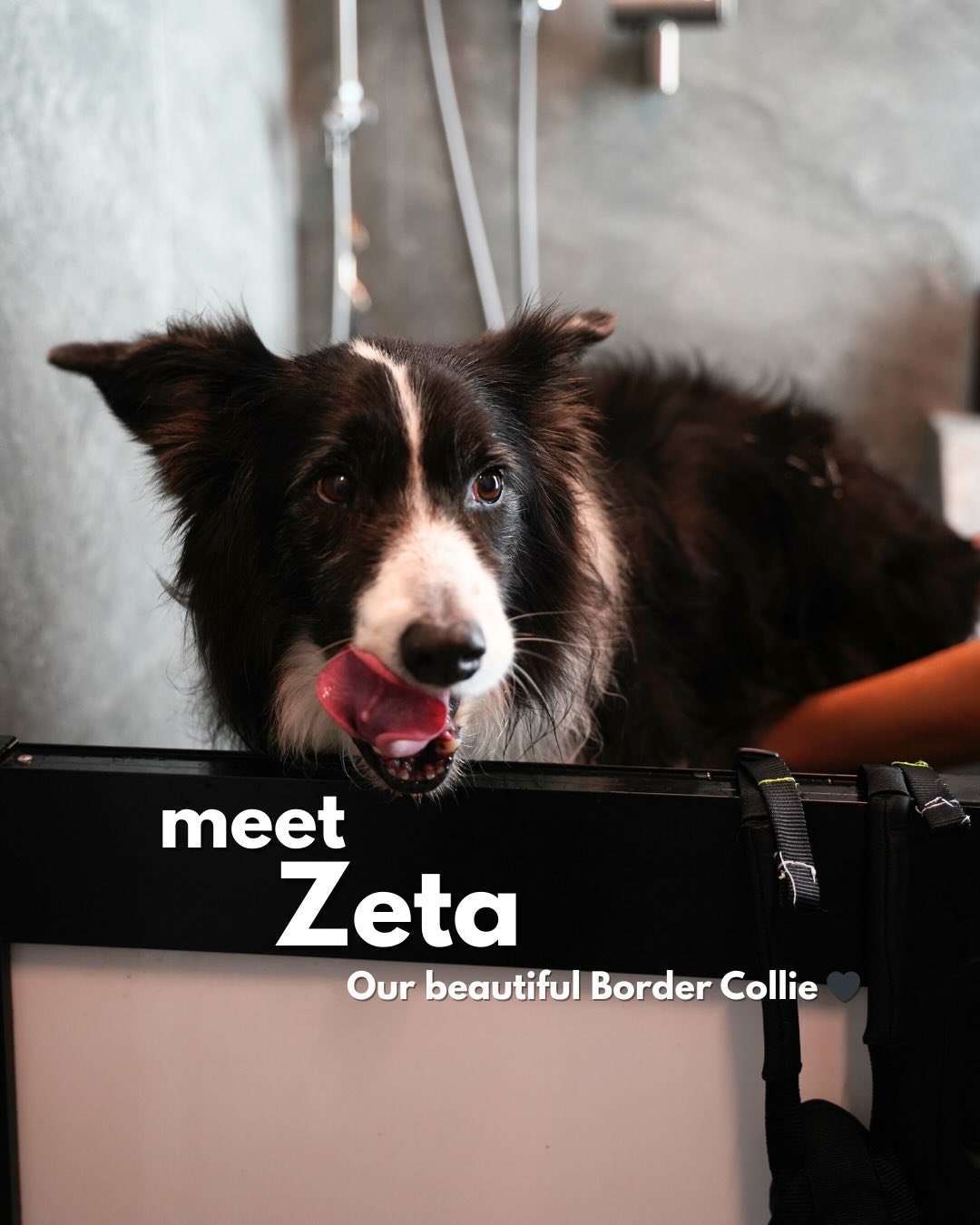 MEET: Zeta
This strong girl has been through A LOT but she continues to fight and infect us with her happiness everyday ❤️🐕🦺
📍57 Jalan Tua Kong