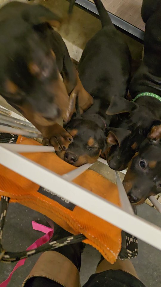 Open for Consideration
Prefer PSA but would excell in any bitesport
She's tiny but mighty
She has absolutely EVERYTHING I want in one of these dogs, she is Bronsons half sister.
Not for a novice handler
She is a DOMINANT lil spit fire
High Prey High Food
She literally has it all and I can't wait to watch her carry on Bronsons Legacy.
Join the Alysium Family & do something great with lil Miss Era!
-
Laizhou hong chinese red dog
-
Nothing for sale, DM to inquire about the breed!
-
dutch shepherd sighthound #rarebreed #protectiondog #chinesereddog beauceron schutzhund protection dog psa german shepherd guard dog trainer preservation chinese red dog #dobie