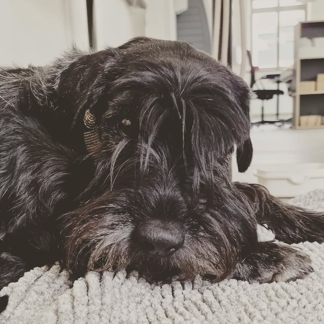 CoWorking mit Hund. Im Echtland kein Problem! Bei uns sind brave Feel Good Manager herzlich willkommen! #coworkersbelike #coworking #pfaffenhofen www.echtland.de