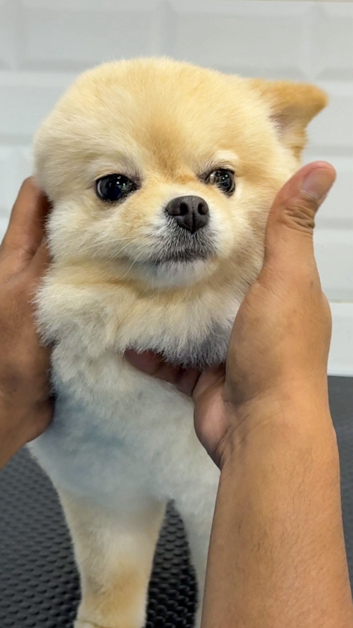 Thanks to everyone who kept their little ones safe and loved! 🧡 #uaepets #dogparentsindubai #dogsindubai