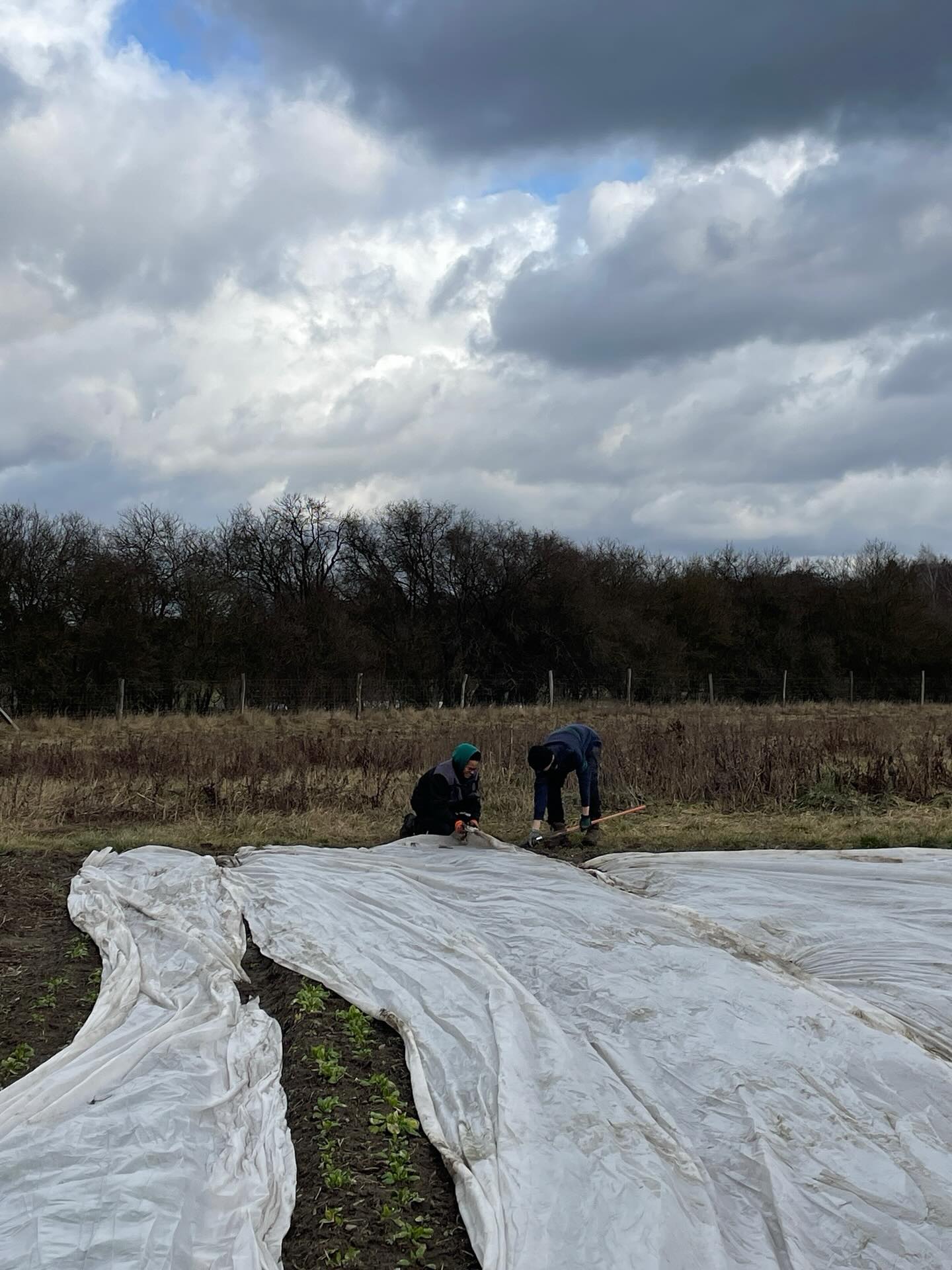 Letzte Woche mussten Ian und Daniel die Folie auf dem Spinat wieder zurechtrücken, da der Wind alles durcheinander gewirbelt hatte. Jetzt ist der Frühling da und auch der Spinat tankt Sonne ohne Bedeckung. #spinat #solawi #wirliebenfrühling #wirliebengemüse #tollesgartenteam