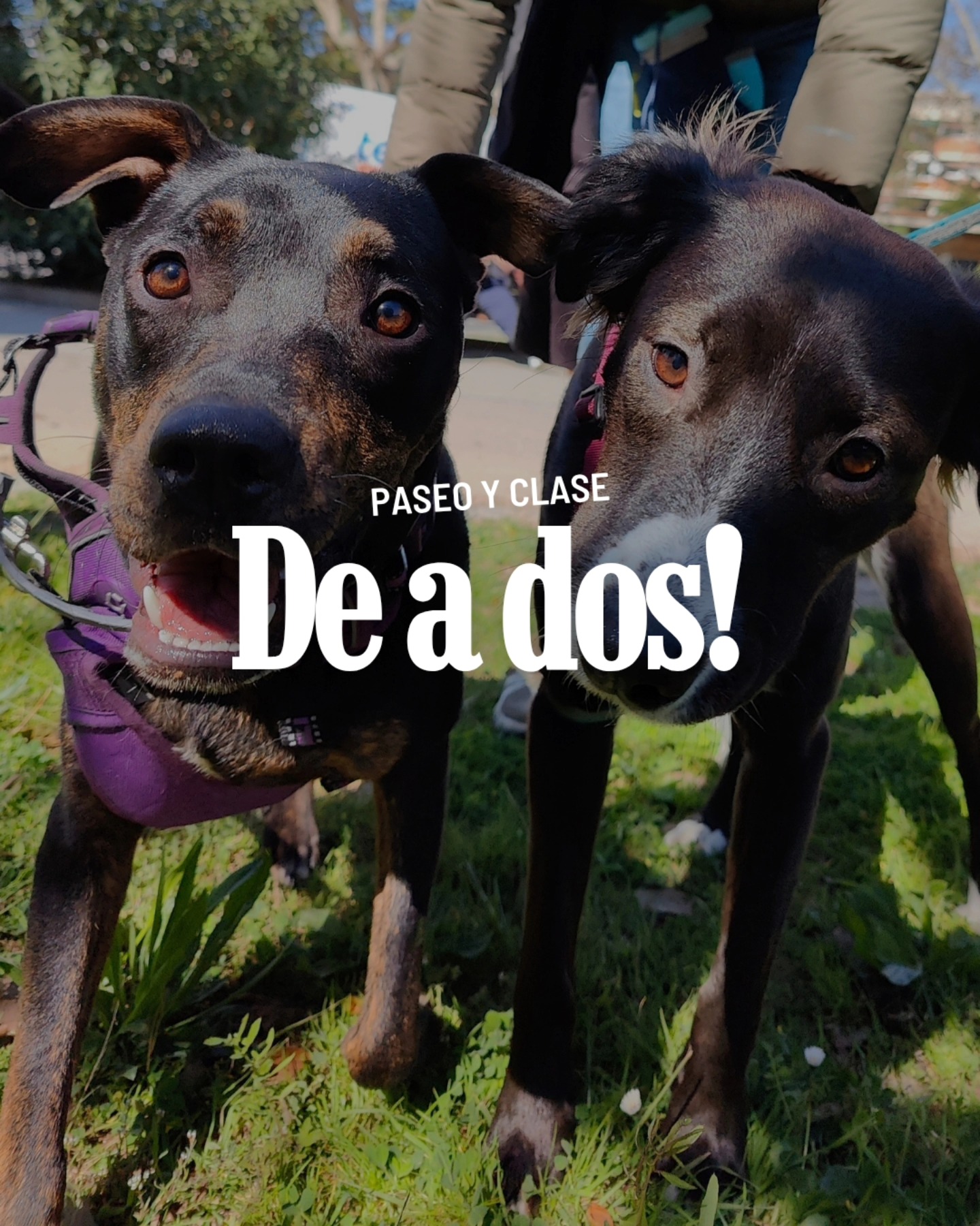 Filipa & Roma, ambas en plena adolescencia 🌪️ pasaban mucho tiempo juntas de cachorras, pero con la llegada de la nueva etapa aparecieron desacuerdos y conflictos, por lo que empezaron a verse cada vez menos. Sus tutores, dos parejas MUY comprometidas con ayudarlas 💙 me compartieron sus deseos de volver a quedar para que ellas pudieran pasar tiempo juntas otra vez y, como en este caso las dificultades partían de algo individual y no de algo vincular entre ellas, a la par que trabajamos por separado, introducimos esta nueva dinámica en la que pautamos y gestionamos el primer acercamiento, el paseo, los espacios, el respeto de señales y avisos, las interacciones, el juego con sus tutores y los momentos de descanso y calma. Una mañana de primavera aprovechada al 💯 para darle nuevos aires y un nuevo enfoque a esta relación 🐾