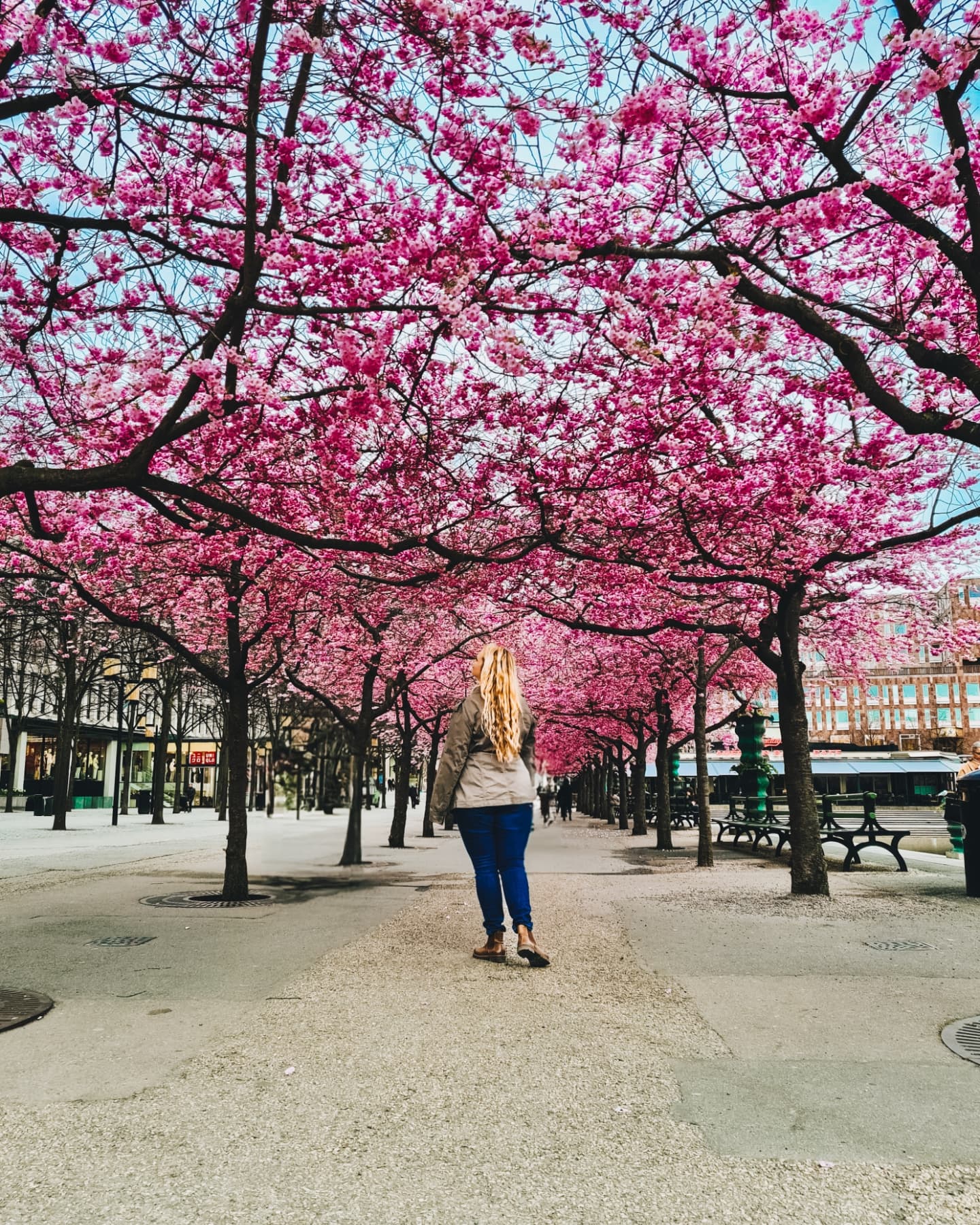 Just vibing with some flowers this spring. Actually saw that the cherry blossoms were starting to bloom in Stockholm, and wanted to share photos.
In a fun guessing game only one of these photos is taken in the US, guess which one.
#stockholmsweden #cherryblossoms #körsbĂ€rsblommor #kungstrĂ€dgĂ„rden #historiska #lupins #sverigeđžđȘ