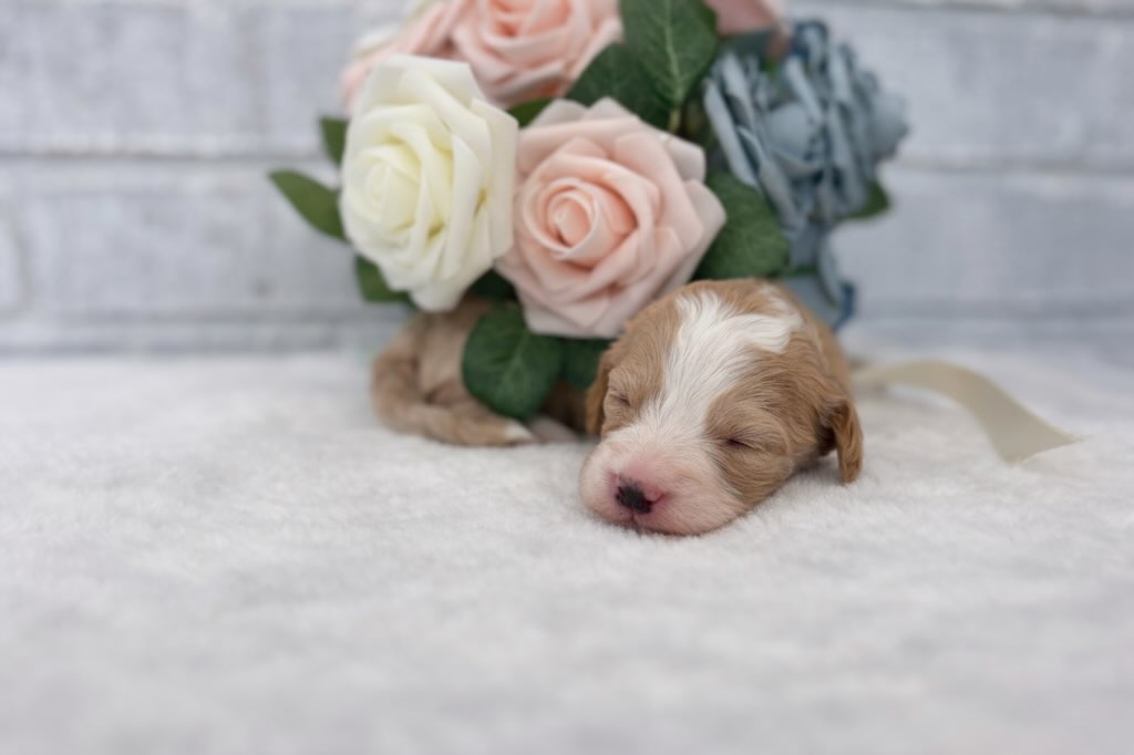 I love it when they open their eyes for the first time! 🥰#berbedoodles #minibernedoodlesofinstagram #northflorida #lovemydoddlepuppies #southflorida