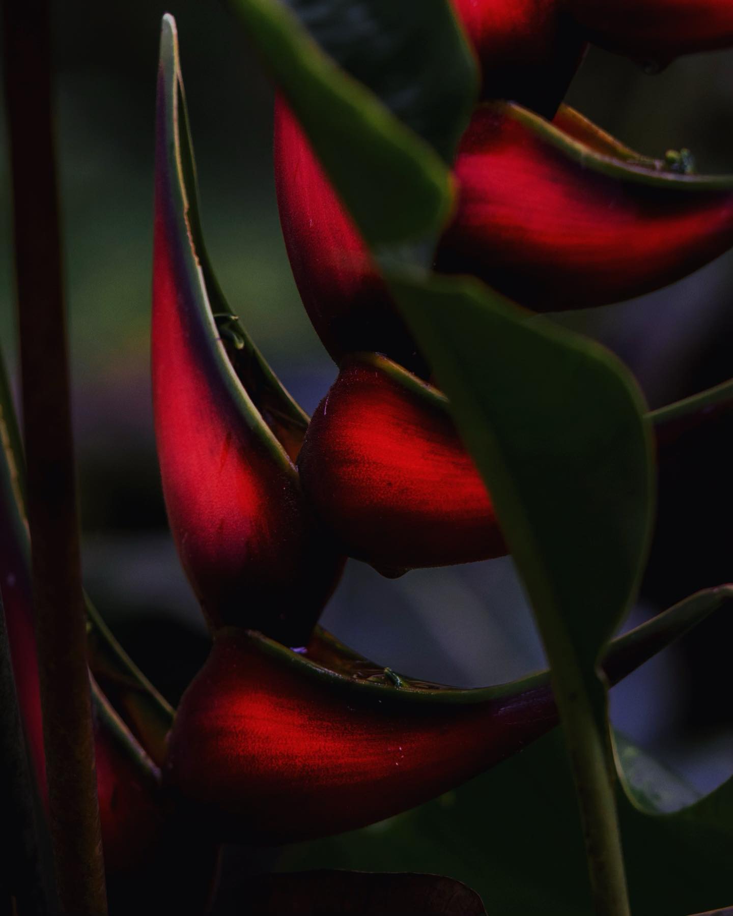 a special welcome to the world around us—it takes a certain eye to understand the intimacy of this world and capture these moments. Thanks to our very own @nengabug , kichwa photographer documenting and reporting from Iyarina.
•
•
#repost @nengabug •ENG•
🌱1: Puka Tulan (kichwa), heliconia flower. Their presence brings a familiar comfort, no matter what land I am on, they are my relatives.
Photo taken at Iyarina
🕸️2-4: Anelosimus eximius. A species classified as social spiders because they take care of offsprings other than their own, they capture prey together, and their colonies can hold thousands of individuals. The colony where I took these photos had at least a hundred individuals and the physical size was nothing compared to what they are capable of.
Photo taken at Iyarina
🕷️5: Golden orb weaver, Trichonephila clavipes, this one is female. Males are much smaller and don’t have the distinct patterns that females have.
Photo taken at Iyarina
🕷️6-7: A jumping spider smaller than my fingertip c: This one was dangling from its web and it was so hard to take a photo, made my back hurt for sure and I couldn’t get a good photo of its markings to identify it :(
Photo taken in Misahuallí
🪲8-10: Ceiba borer, Euchroma giganteum. A natural model and a metallic slay. They’re green base can be accompanied by either reddish or purplish hues. Their larvae feed on ceiba trees :)