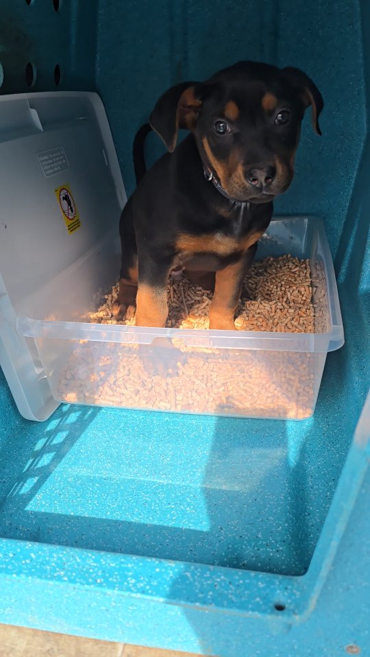 One last potty before flying home!
-
Laizhou hong chinese red dog
-
Nothing for sale, DM to inquire about the breed!
-
dutch shepherd sighthound #rarebreed #protectiondog #chinesereddog beauceron schutzhund protection dog psa german shepherd guard dog trainer preservation chinese red dog #dobie