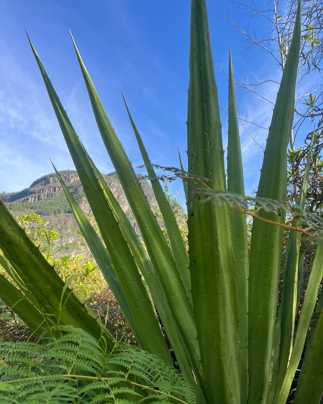 Distillation Diaries: “False Agave”
In Cocachimba, home to Gocta Lab, the cabuya or penca, Furcraea andina, grows in abundance. With our prototype still built and functioning, it was time to put local ingredients to the test. I wanted to explore the possibility of distilling penca, drawing on the same processes I have observed for years in agave spirits and even whisky production.
Could we develop a spirit made with local ingredients that reflects Pirqapata Lab’s commitment to 0 km sourcing? Could we create a product truly representative of the region and ease dependence on the inherent fickleness of tourism?
Link in bio.
#DistillationDiaries #FalseAgave #Spirits #CraftDistilling #DrinkASeat