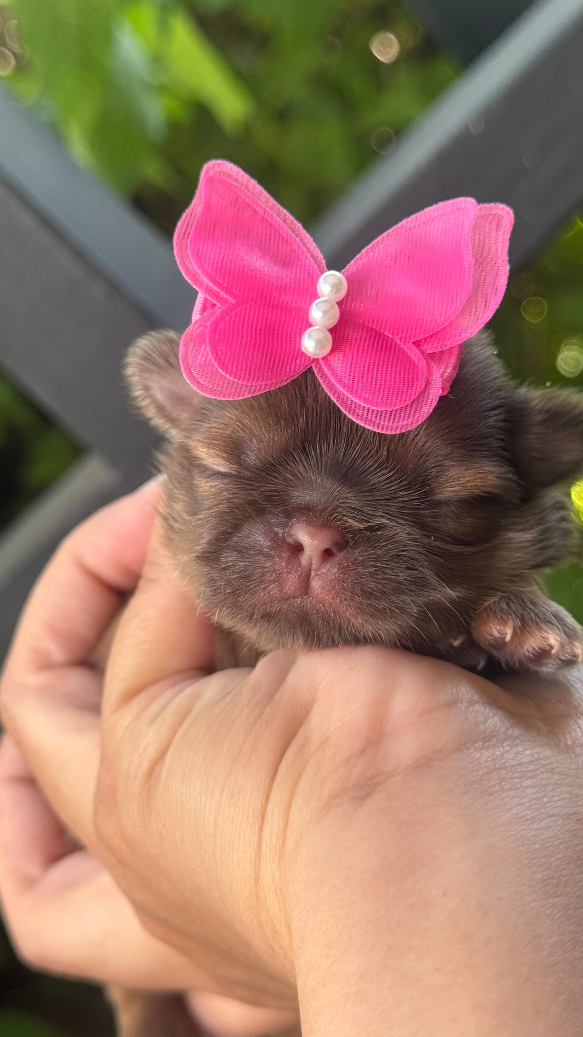 Gorgeous Liver baby. Pink bow. Main character vibes. 🎀✨Soft, spoiled, and simply iconic.
✨on hold✨
Don’t miss out on the opportunity to welcome one of these lovable companions into your life! Contact us today to inquire about our available puppies or to reserve your newest family member. 🏡❤️🐾
www.luxuriousshihtzu.com
✈️ Shipping available
📍Los Angeles, CA
#shihtzus #puppylove #puppy #akc #luxury