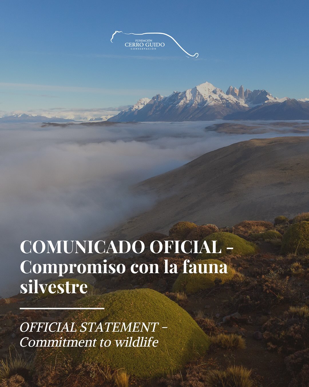 Ante los recientes hechos de conocimiento público sobre la muerte de un ejemplar de puma en terrenos de la estancia, compartimos la declaración oficial de Ganadera Cerro Guido S.A.. Para nosotros como Fundación, la pérdida de fauna nativa es un hecho doloroso que afecta los valores de conservación que promovemos activamente. Reafirmamos nuestra postura de tolerancia cero ante acciones que atenten contra la biodiversidad.
-
In light of recent reports regarding the death of a puma within the estancia’s property, we are sharing the official statement issued by Ganadera Cerro Guido S.A.
As a Foundation, the loss of native wildlife is deeply concerning and stands in direct contradiction to the conservation values we actively promote. We reaffirm our position of zero tolerance toward actions that harm biodiversity.